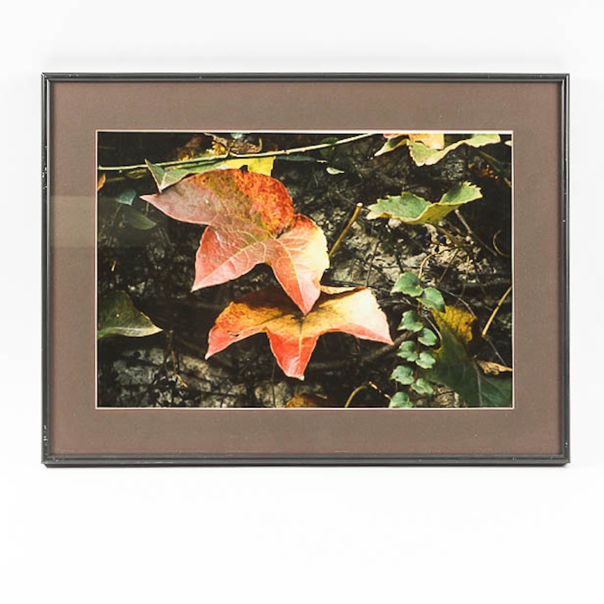 Framed Color Photograph "Fall Leaves" by Dr. David Shander