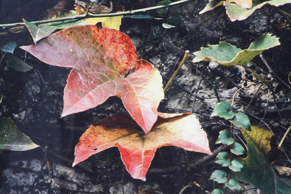 Framed Color Photograph "Fall Leaves" by Dr. David Shander