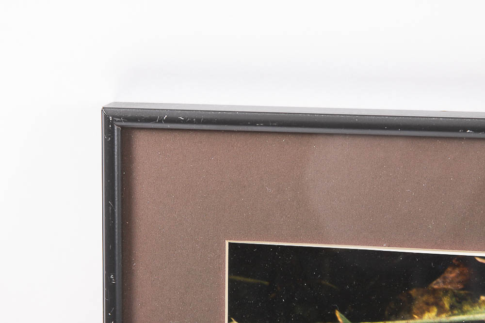 Framed Color Photograph "Fall Leaves" by Dr. David Shander