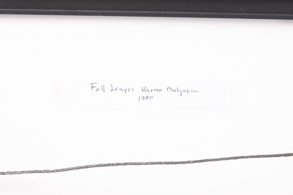 Framed Color Photograph "Fall Leaves" by Dr. David Shander