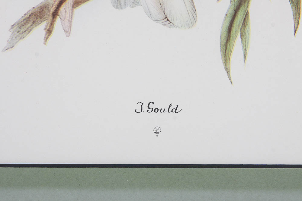 Reproduction Print After J. Gould of Cockatoos