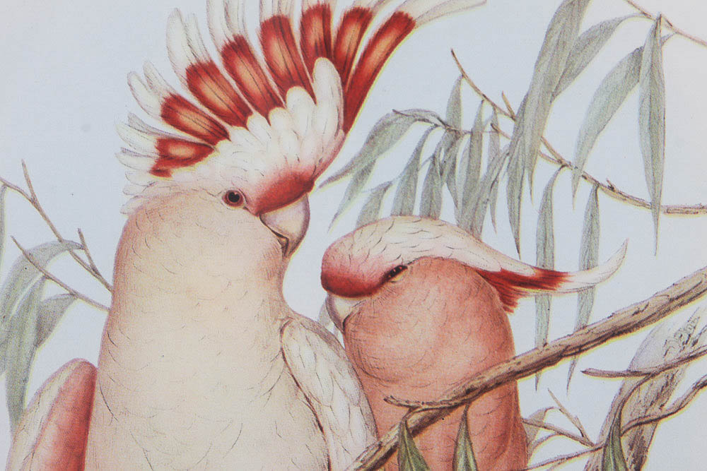 Reproduction Print After J. Gould of Cockatoos