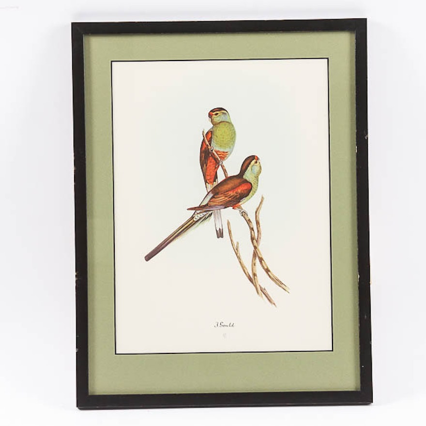 Reproduction Framed Print of Parakeets after John Gould