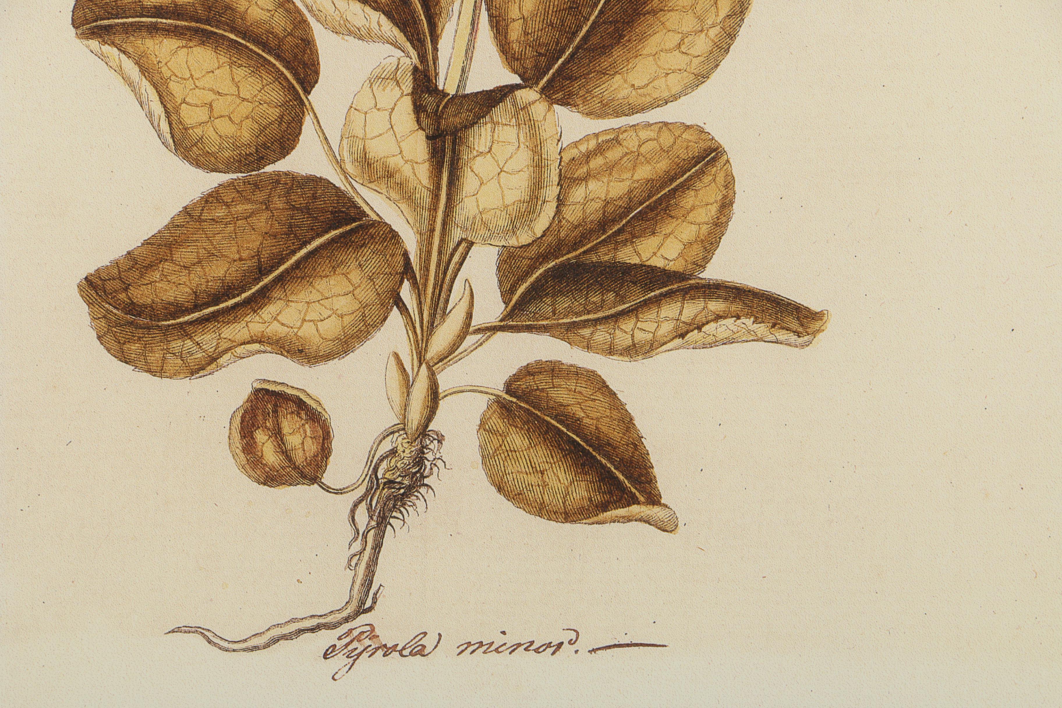 Botanical Chromolithograph on Paper
