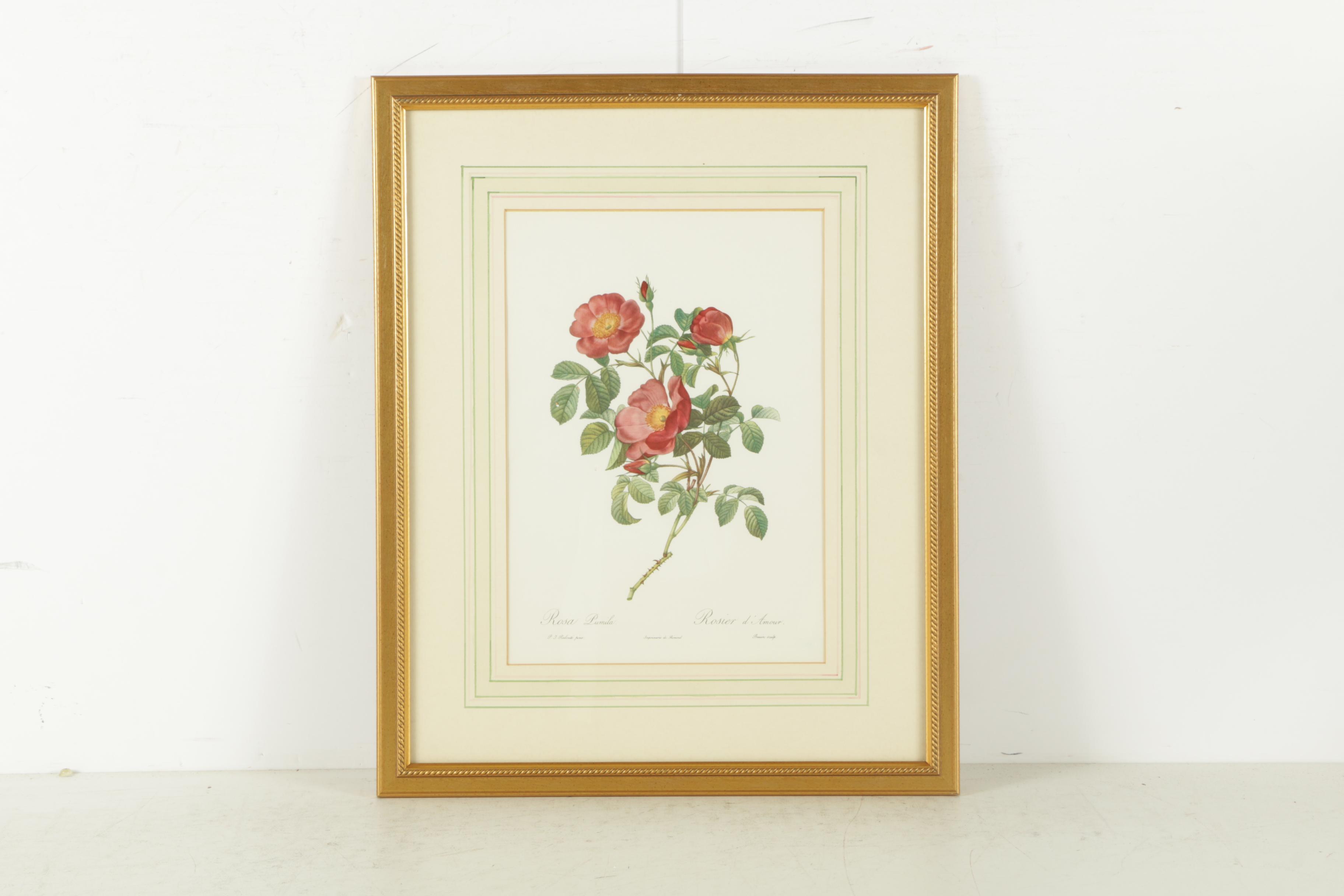 Offset Lithographs After Engravings of P.J. Redouté Botanical Plates