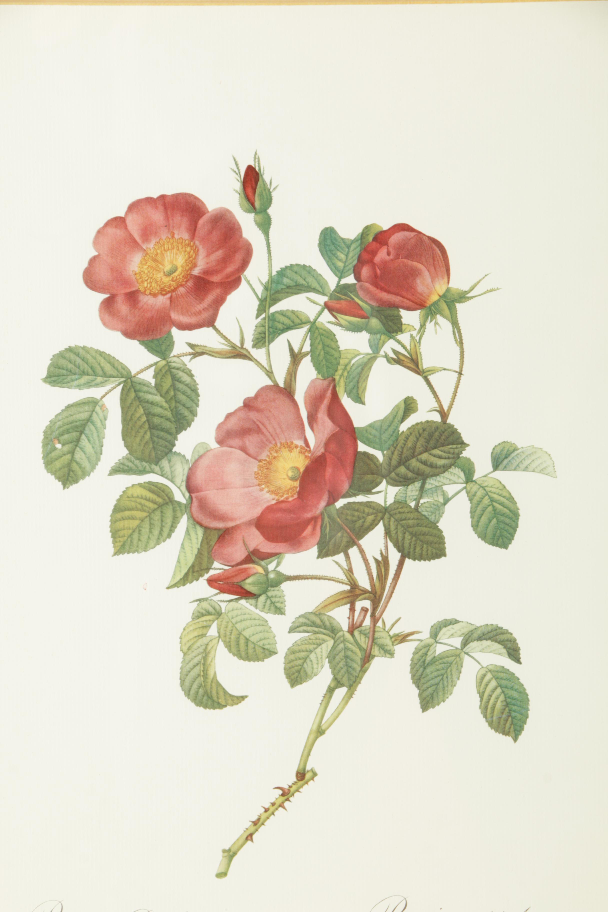 Offset Lithographs After Engravings of P.J. Redouté Botanical Plates