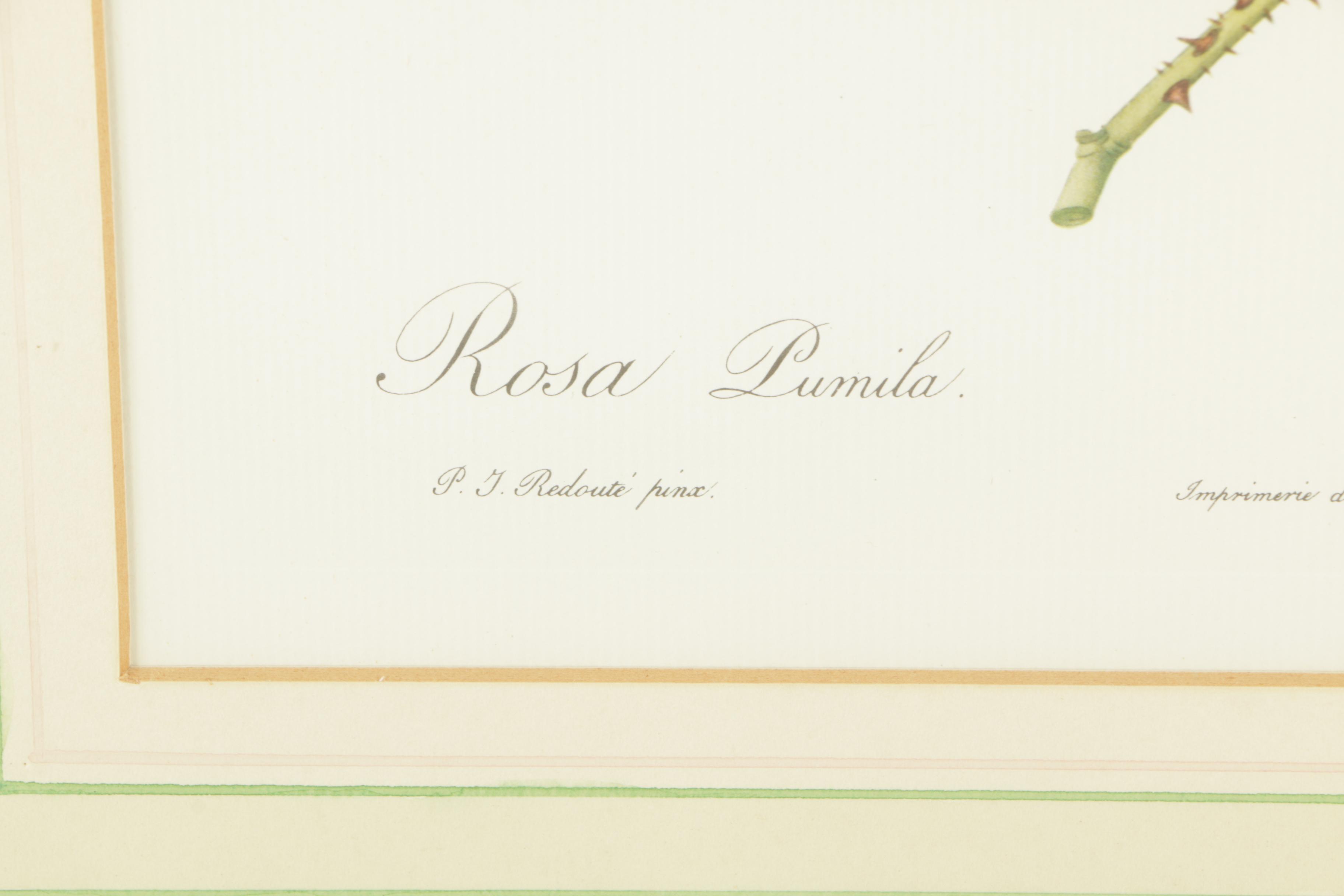 Offset Lithographs After Engravings of P.J. Redouté Botanical Plates