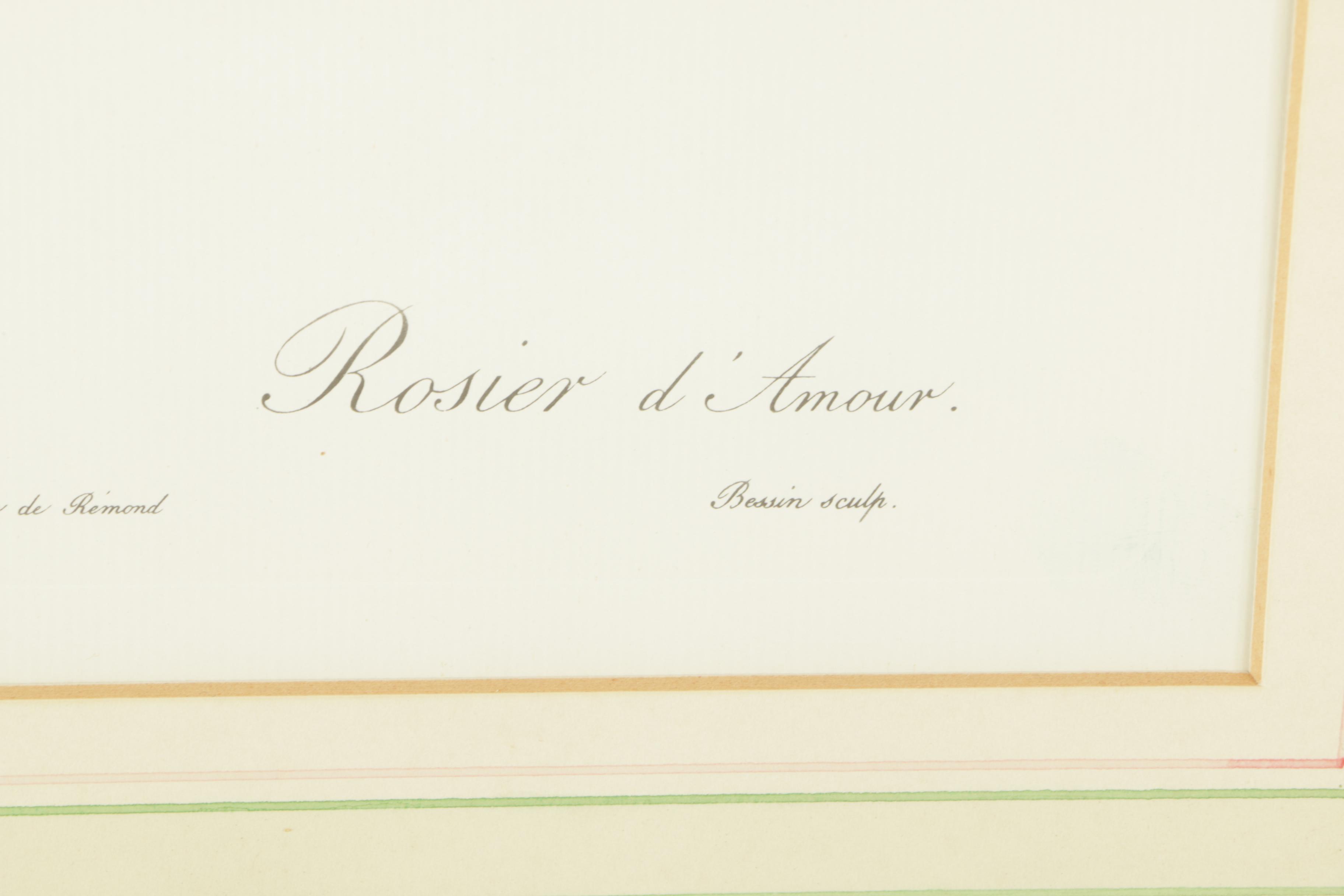 Offset Lithographs After Engravings of P.J. Redouté Botanical Plates