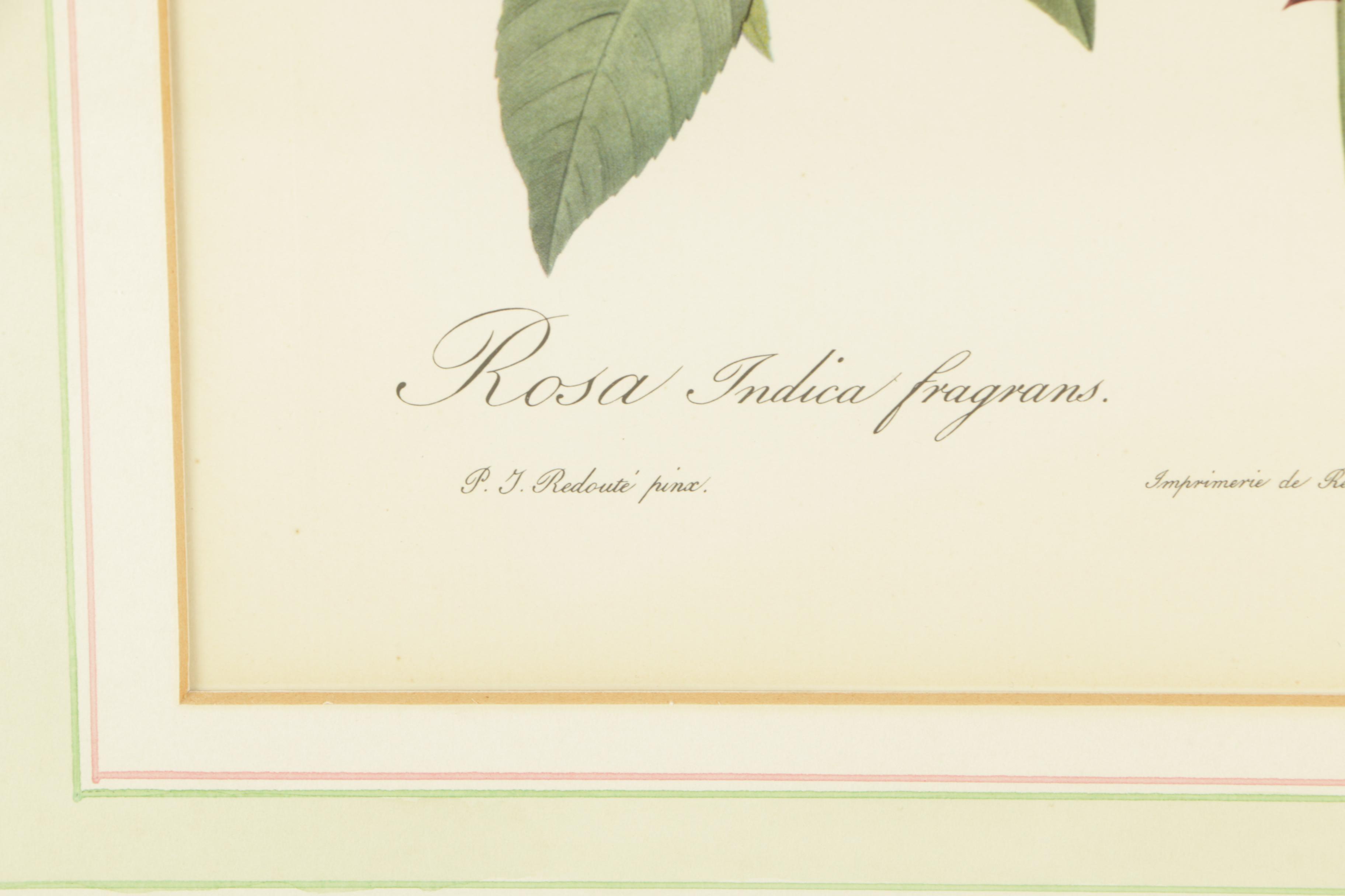 Offset Lithographs After Engravings of P.J. Redouté Botanical Plates