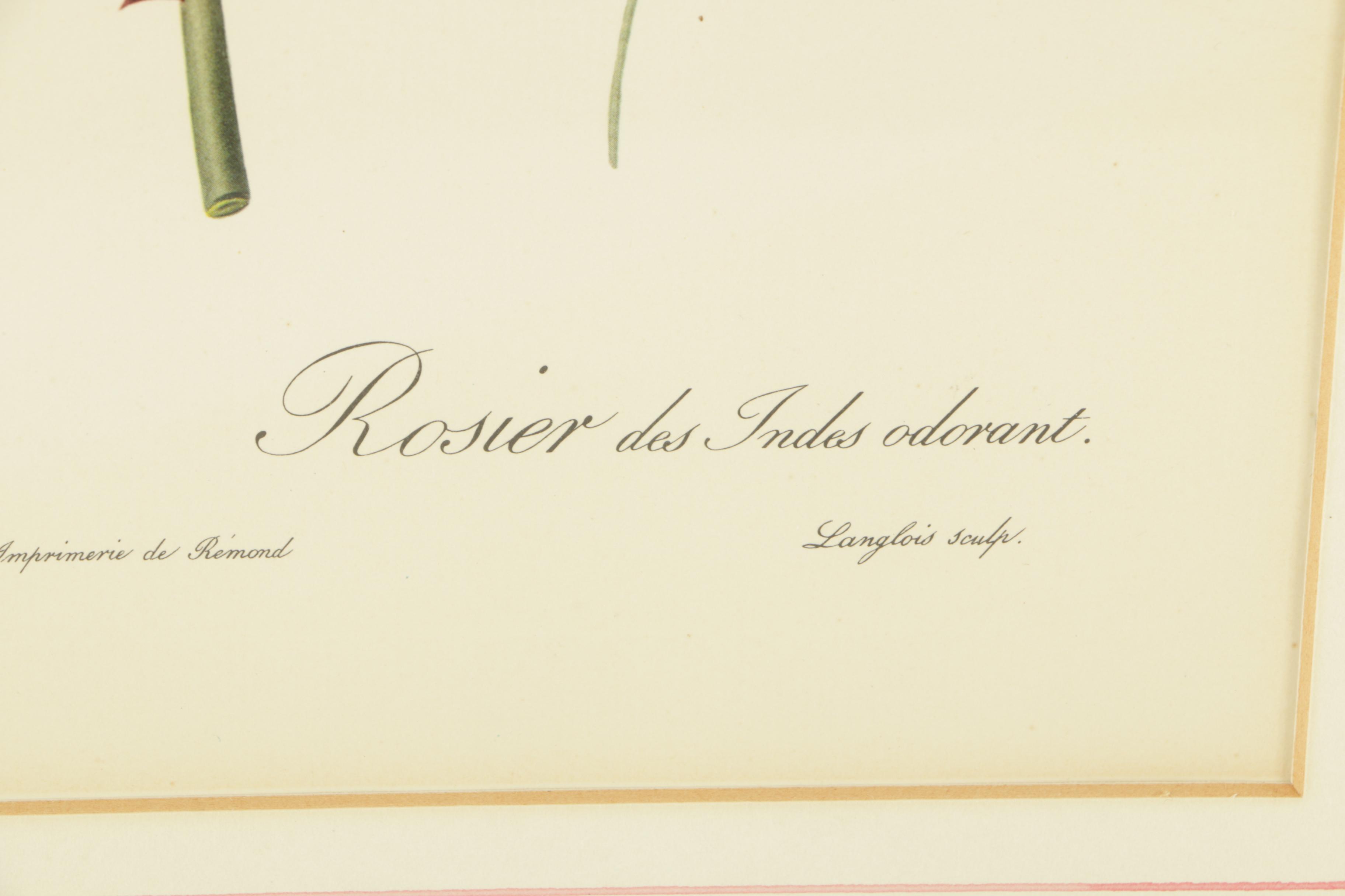 Offset Lithographs After Engravings of P.J. Redouté Botanical Plates