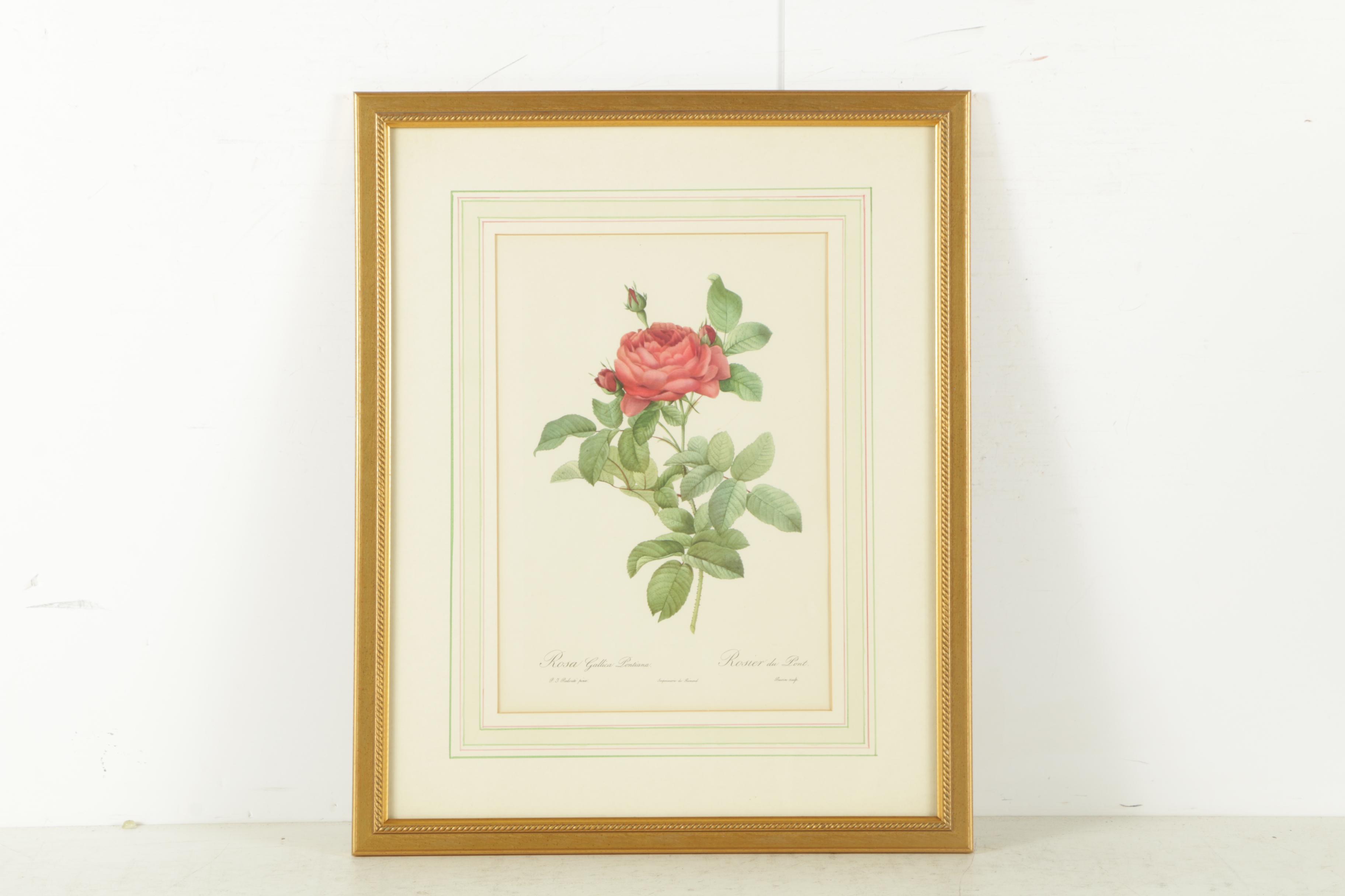Offset Lithographs After Engravings of P.J. Redouté Botanical Plates