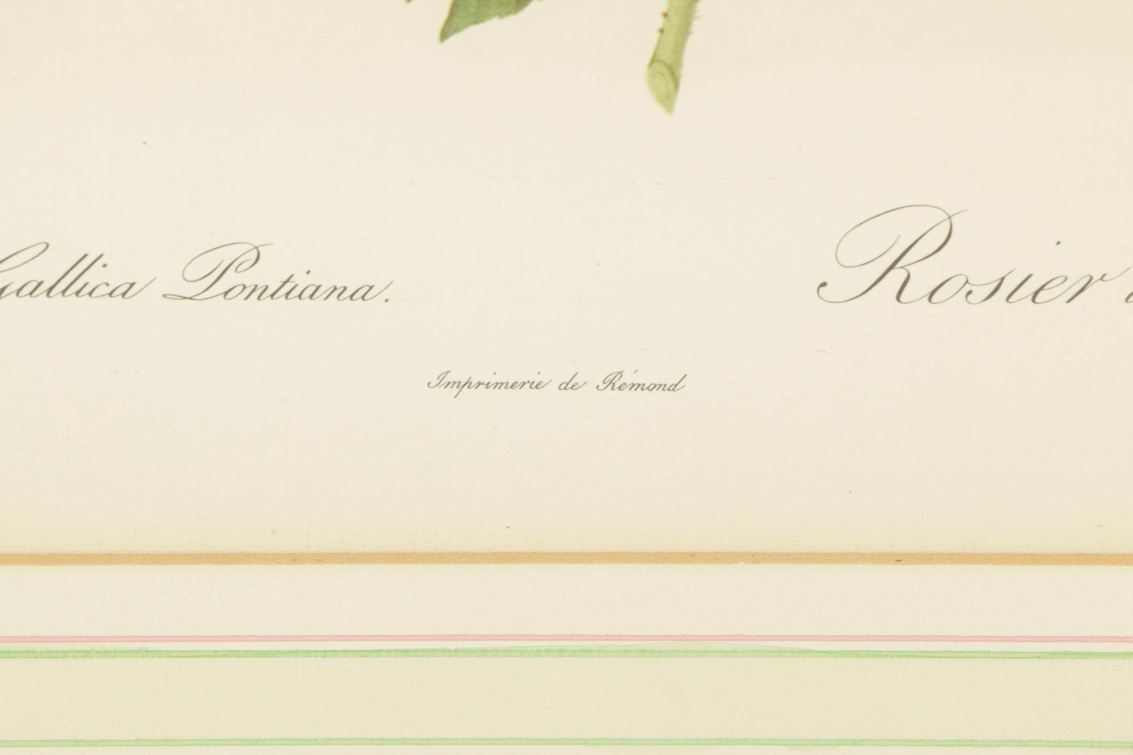 Offset Lithographs After Engravings of P.J. Redouté Botanical Plates