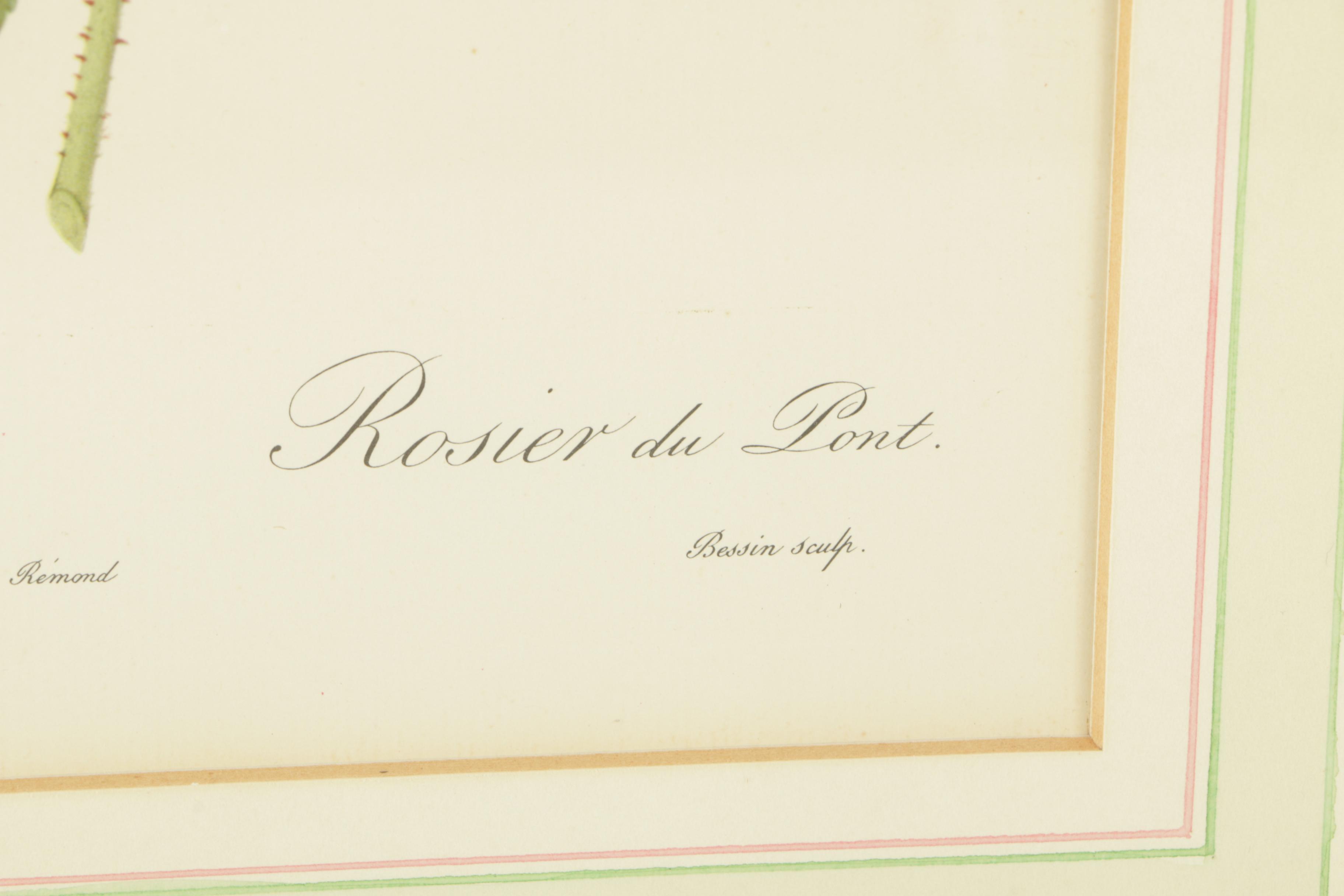 Offset Lithographs After Engravings of P.J. Redouté Botanical Plates