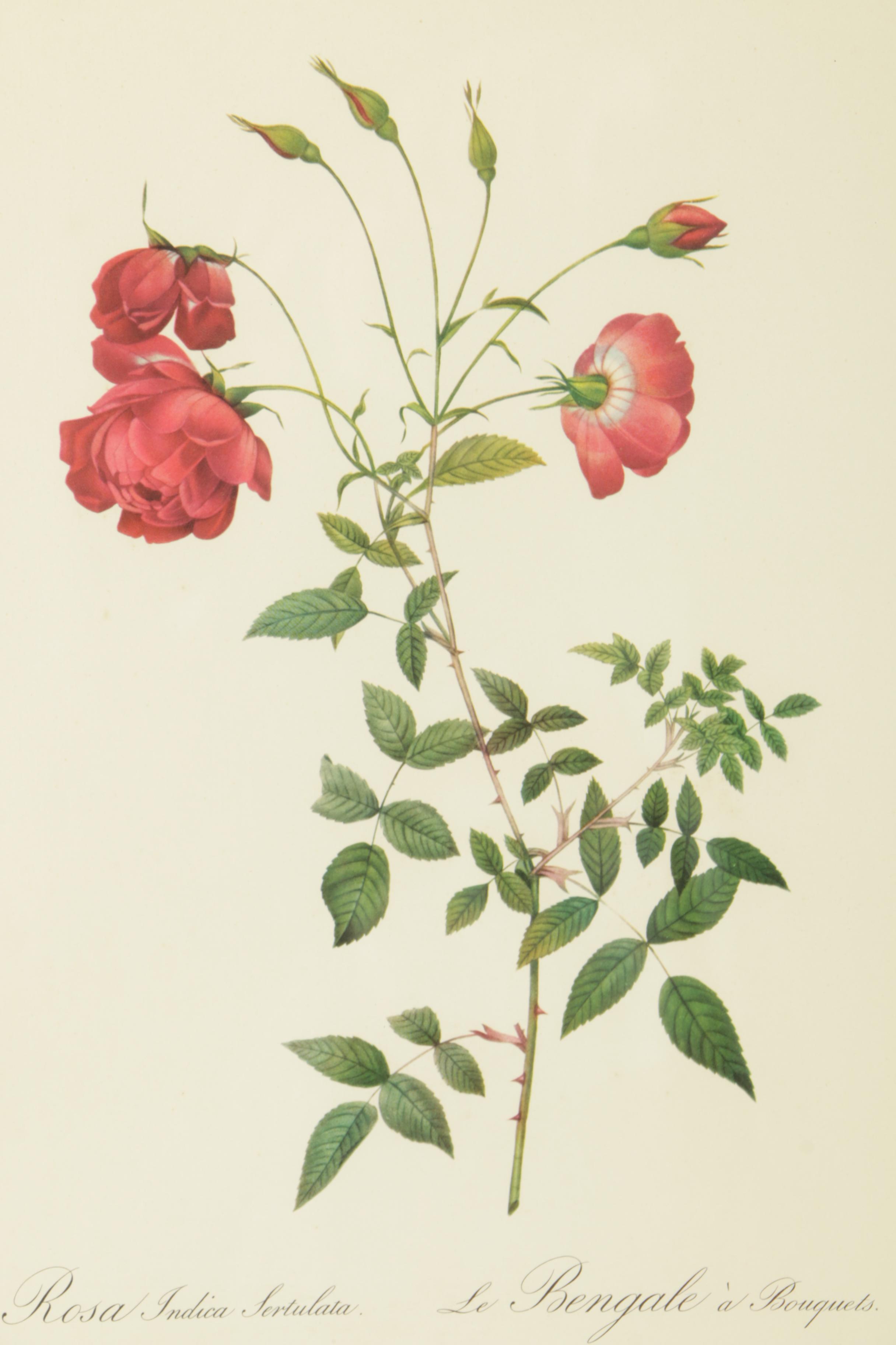 Offset Lithographs After Engravings of P.J. Redouté Botanical Plates