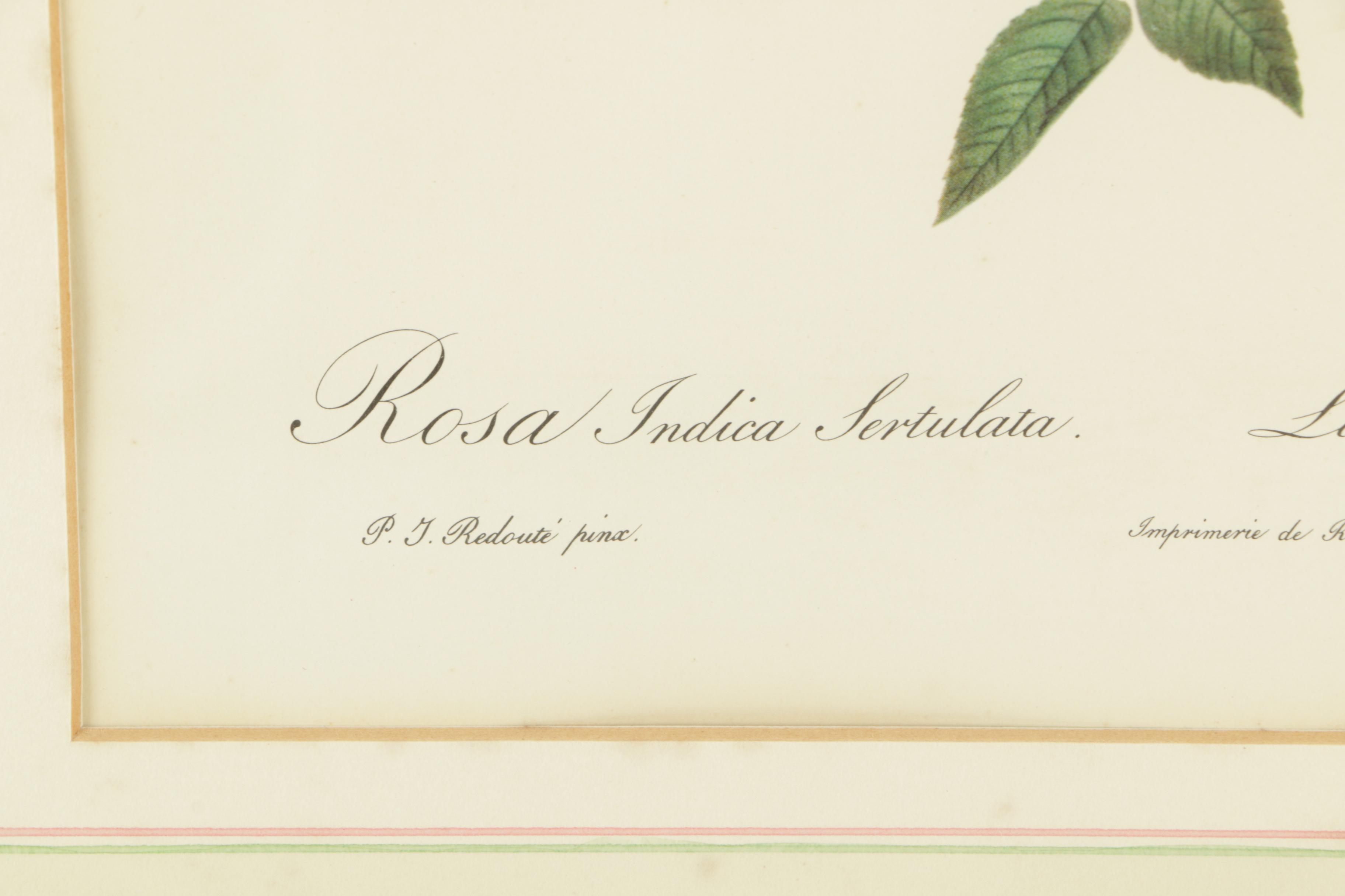 Offset Lithographs After Engravings of P.J. Redouté Botanical Plates