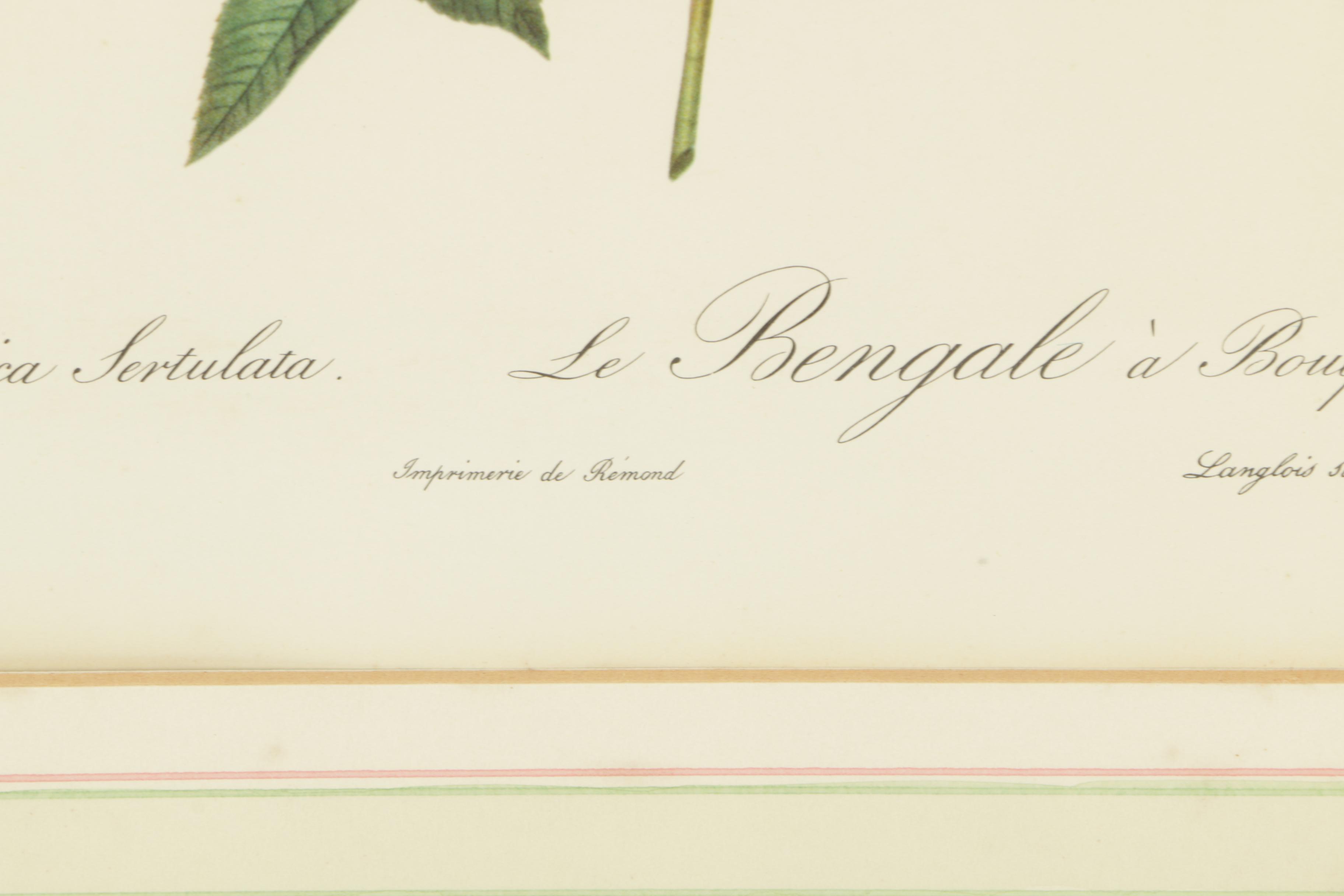 Offset Lithographs After Engravings of P.J. Redouté Botanical Plates