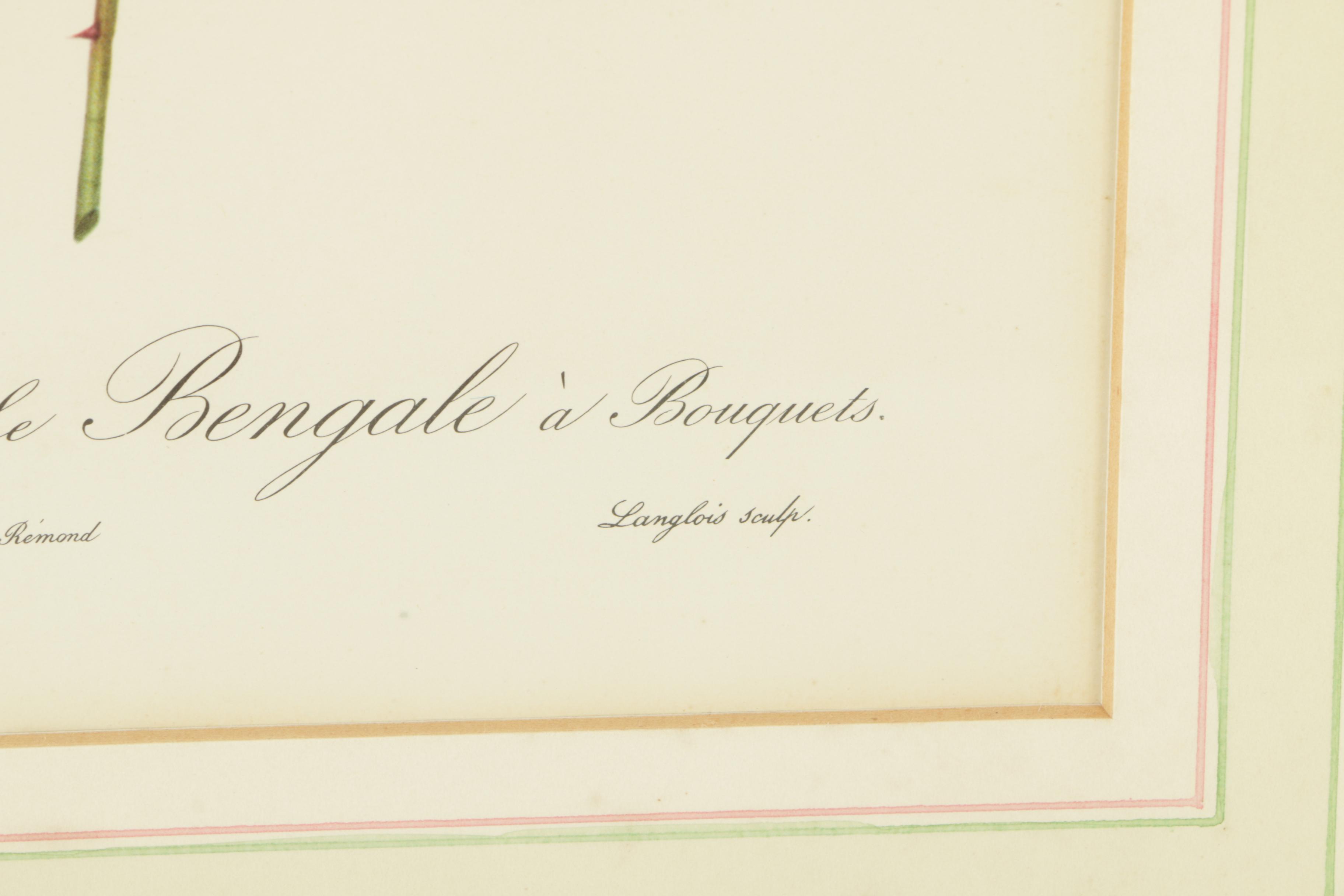 Offset Lithographs After Engravings of P.J. Redouté Botanical Plates