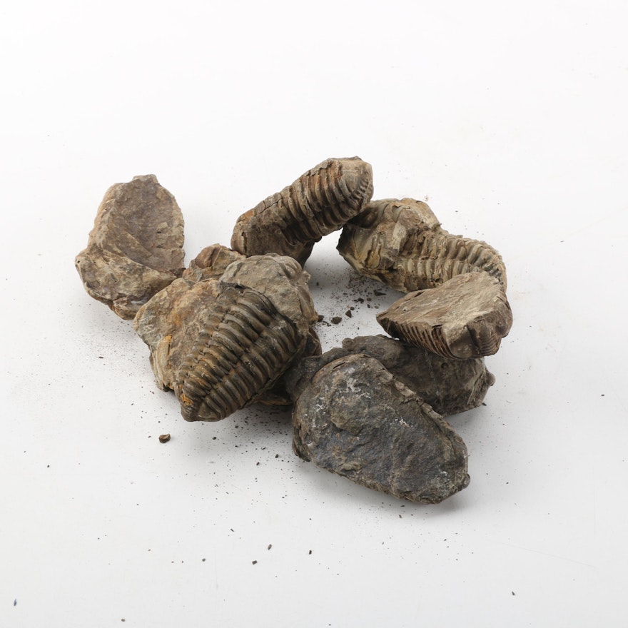 Fossil Trilobite Specimens