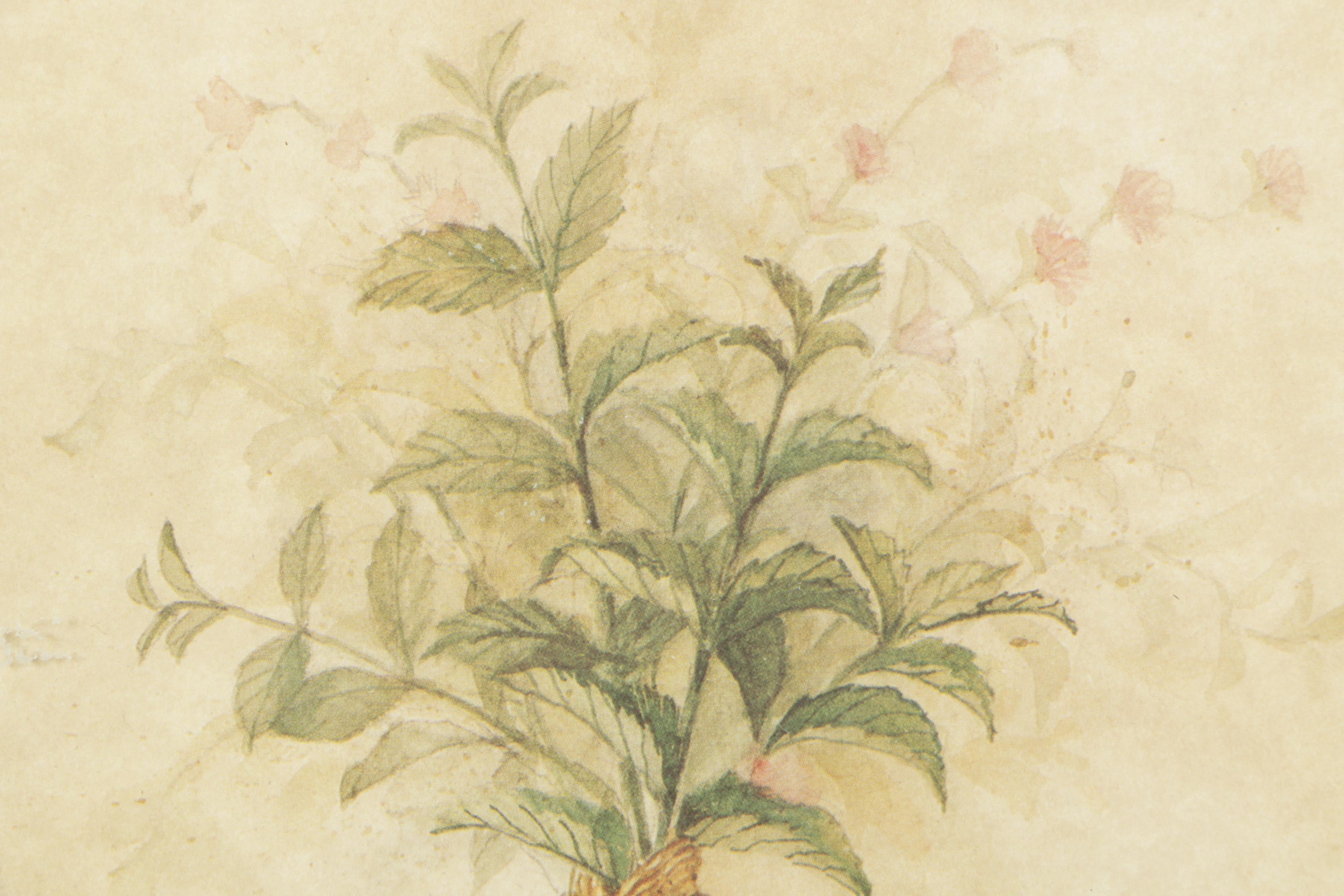 Offset Lithographs on Paper After Carolyn Shores Wright of Herbs