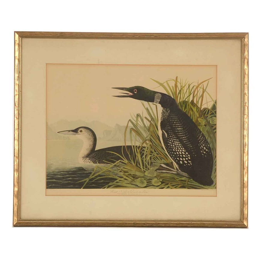 Offset Lithograph after John James Audubon's "Great Northern Diver or Loon"