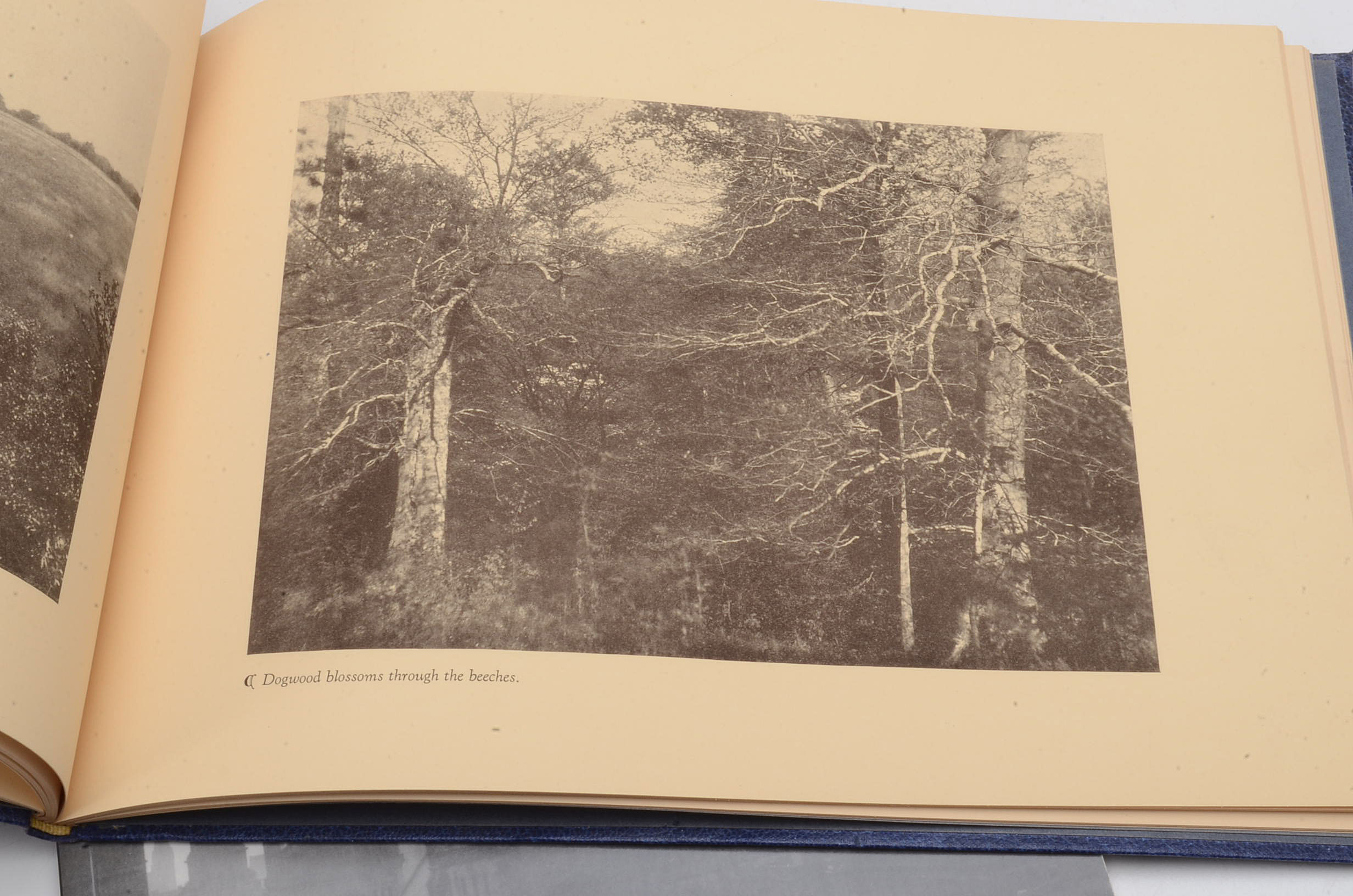 Publication of the Paul Brio Photography