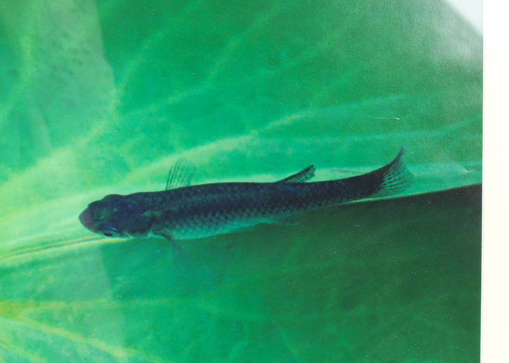 Catherine Holt Original Photograph