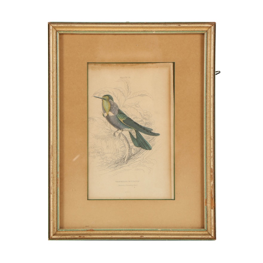 Hand Colored Lithograph on Paper "Natterer's Humming Bird"