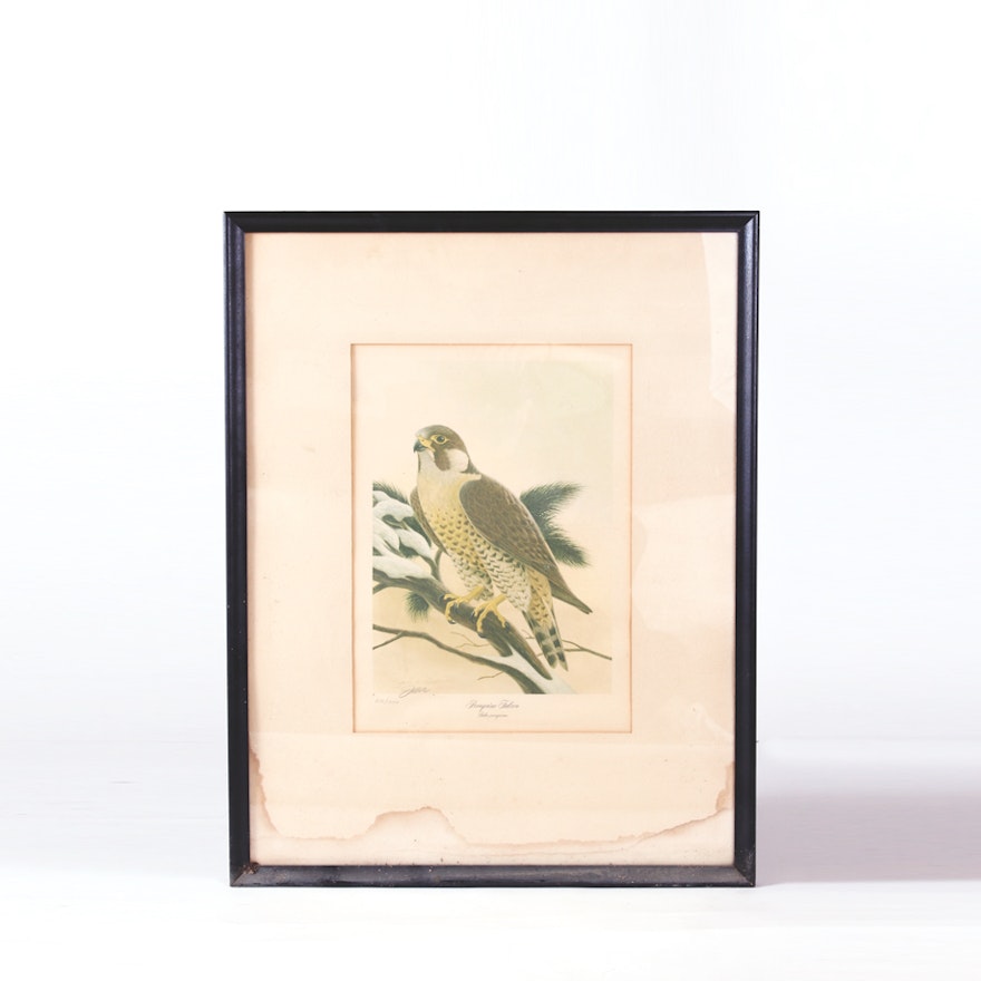 Vintage Signed John Ruthven Limited Edition Offset Lithograph "Peregrine Falcon"