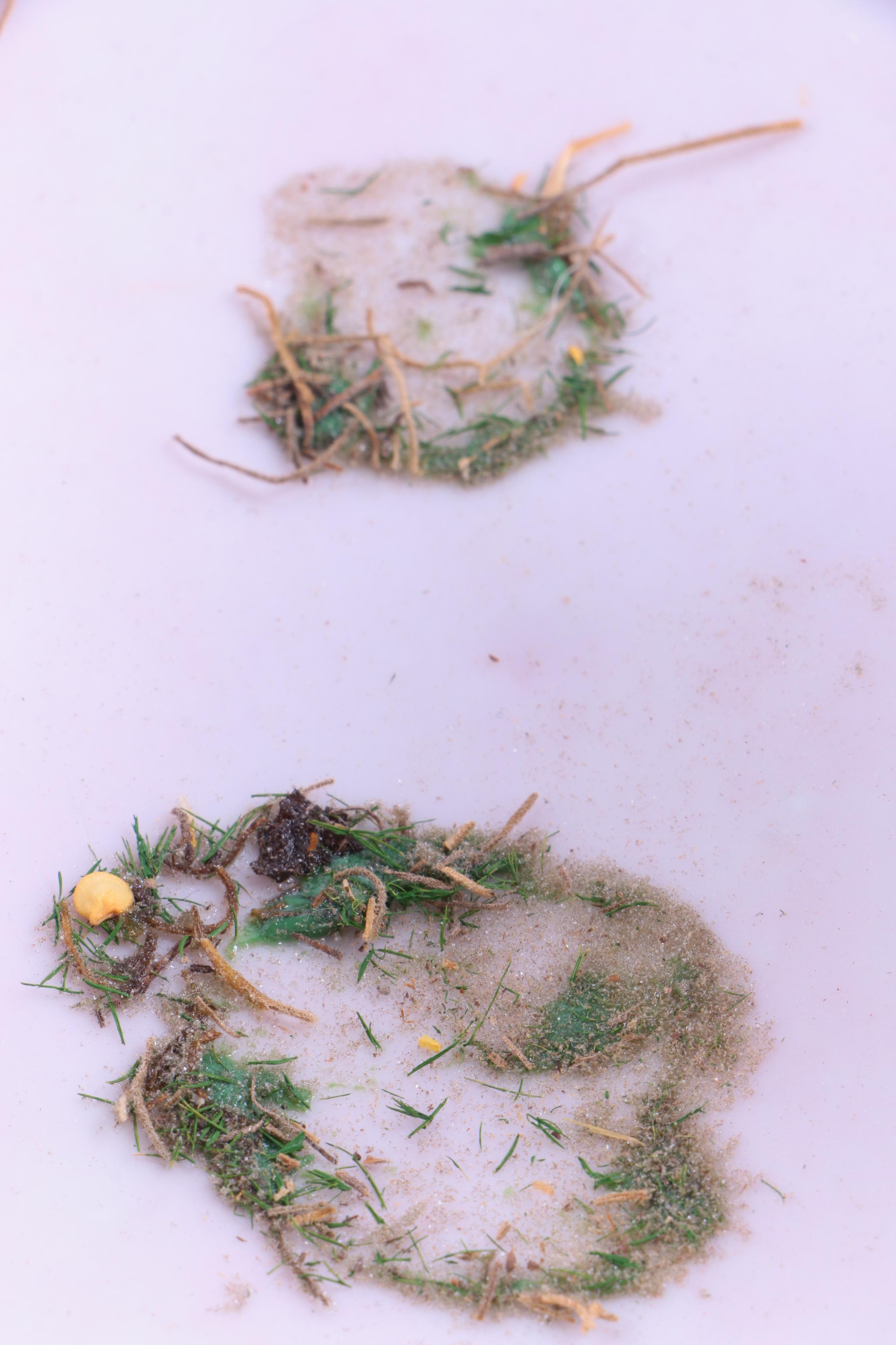 1876-89 Haviland & Co. Footed Porcelain Dish