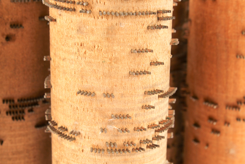 Antique Tiger Oak Concert Roller Organ With Cobs
