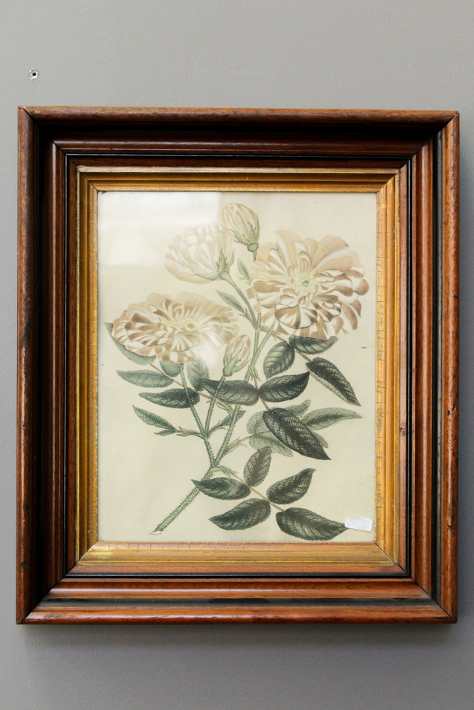 Framed Offset Lithographs Including After Henry C. Andrew's "Rosa Mundi"