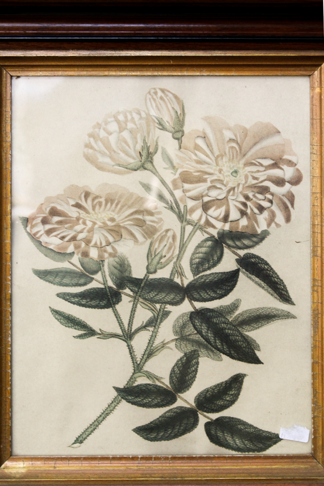 Framed Offset Lithographs Including After Henry C. Andrew's "Rosa Mundi"