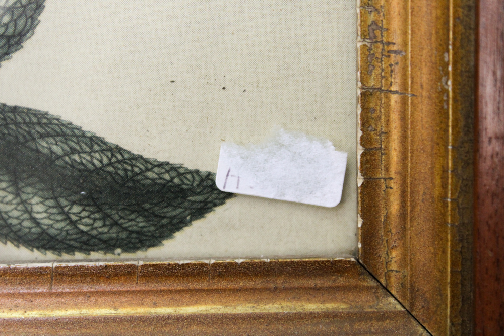 Framed Offset Lithographs Including After Henry C. Andrew's "Rosa Mundi"