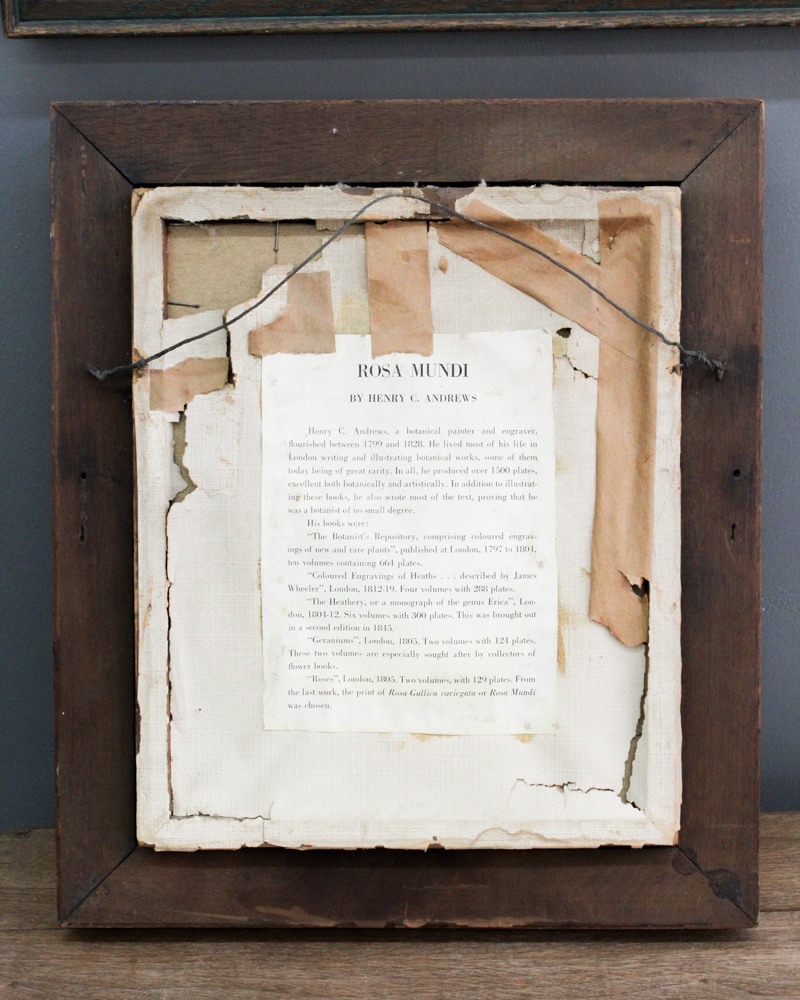 Framed Offset Lithographs Including After Henry C. Andrew's "Rosa Mundi"