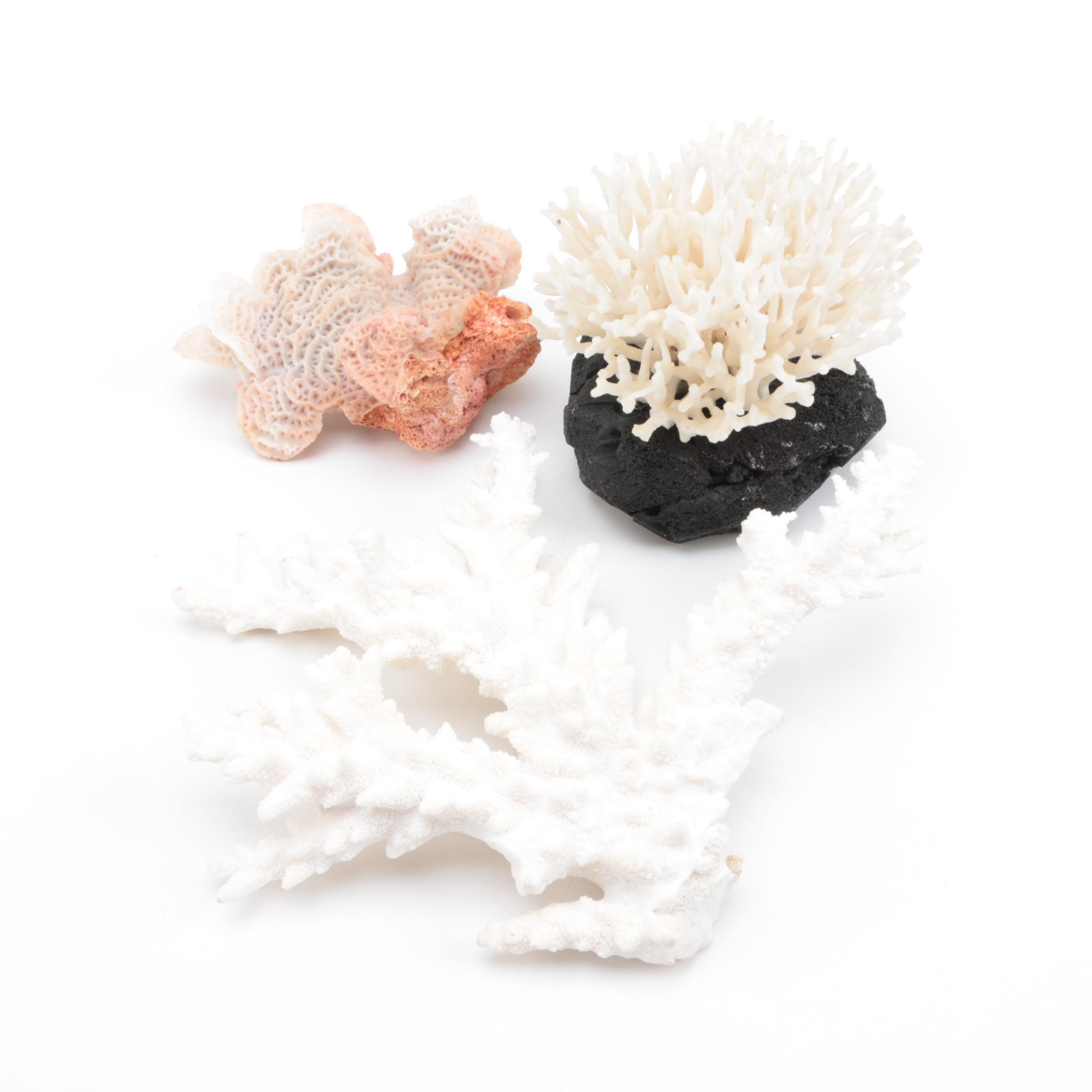 Recent Scleractinian Coral Specimens