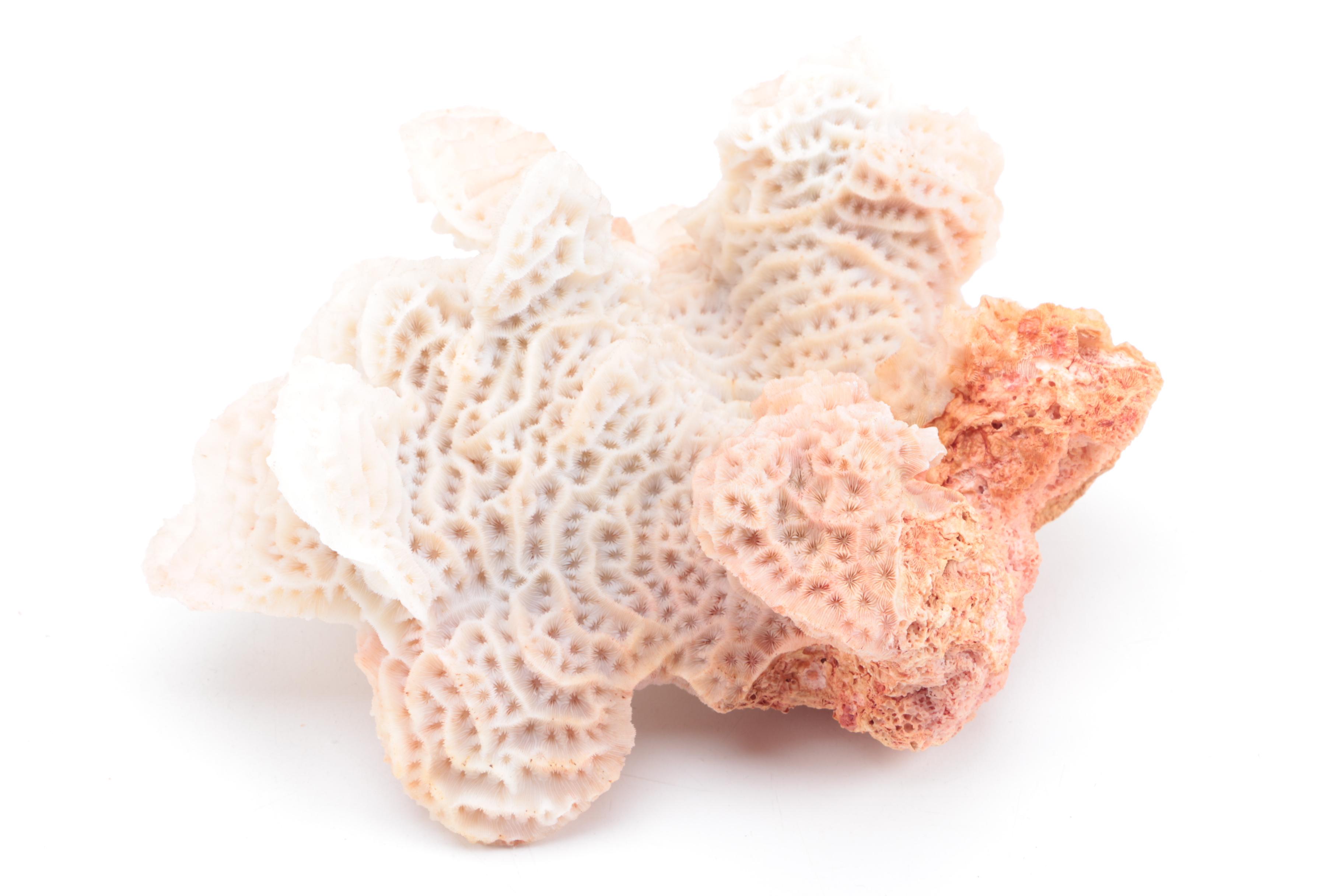 Recent Scleractinian Coral Specimens