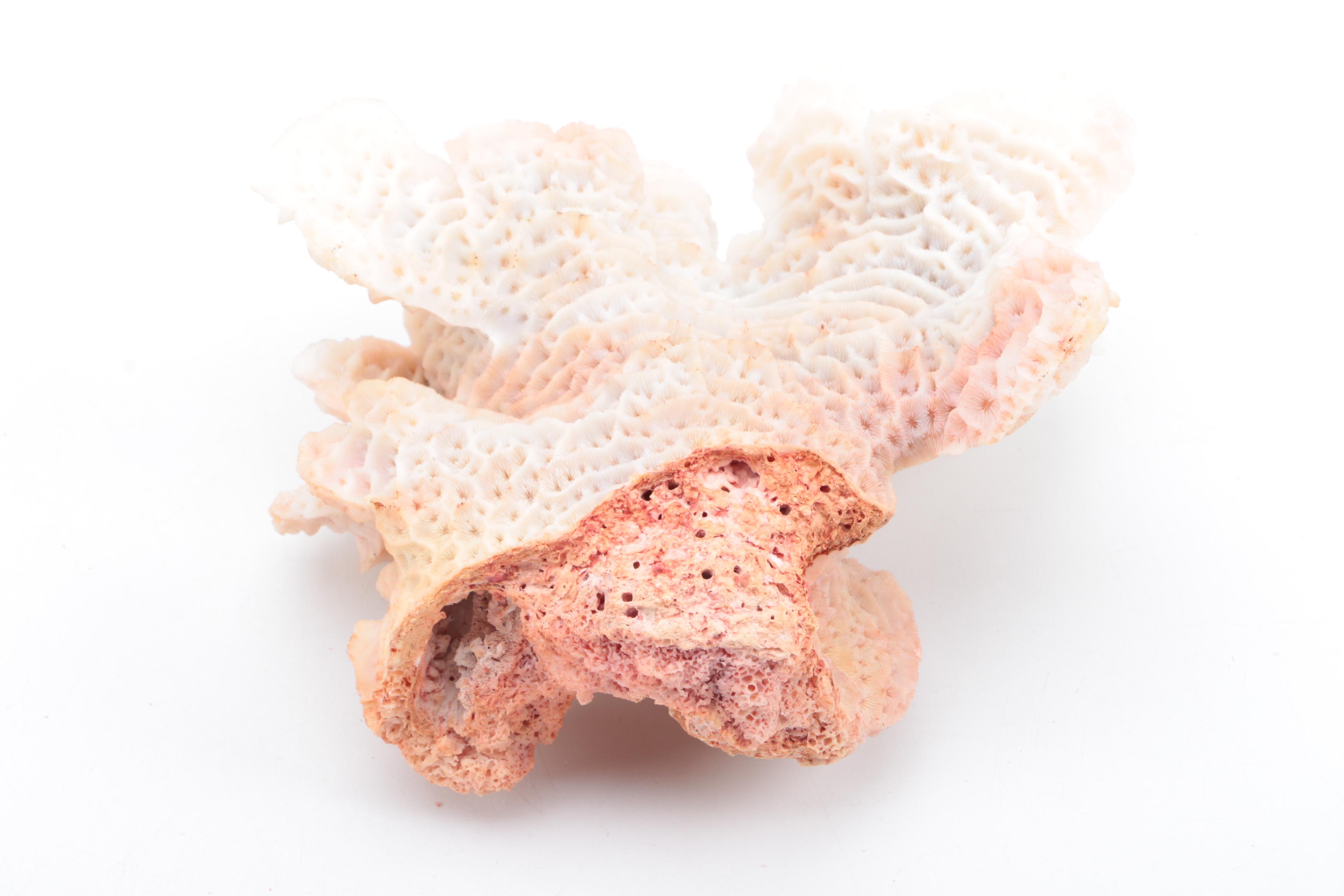 Recent Scleractinian Coral Specimens