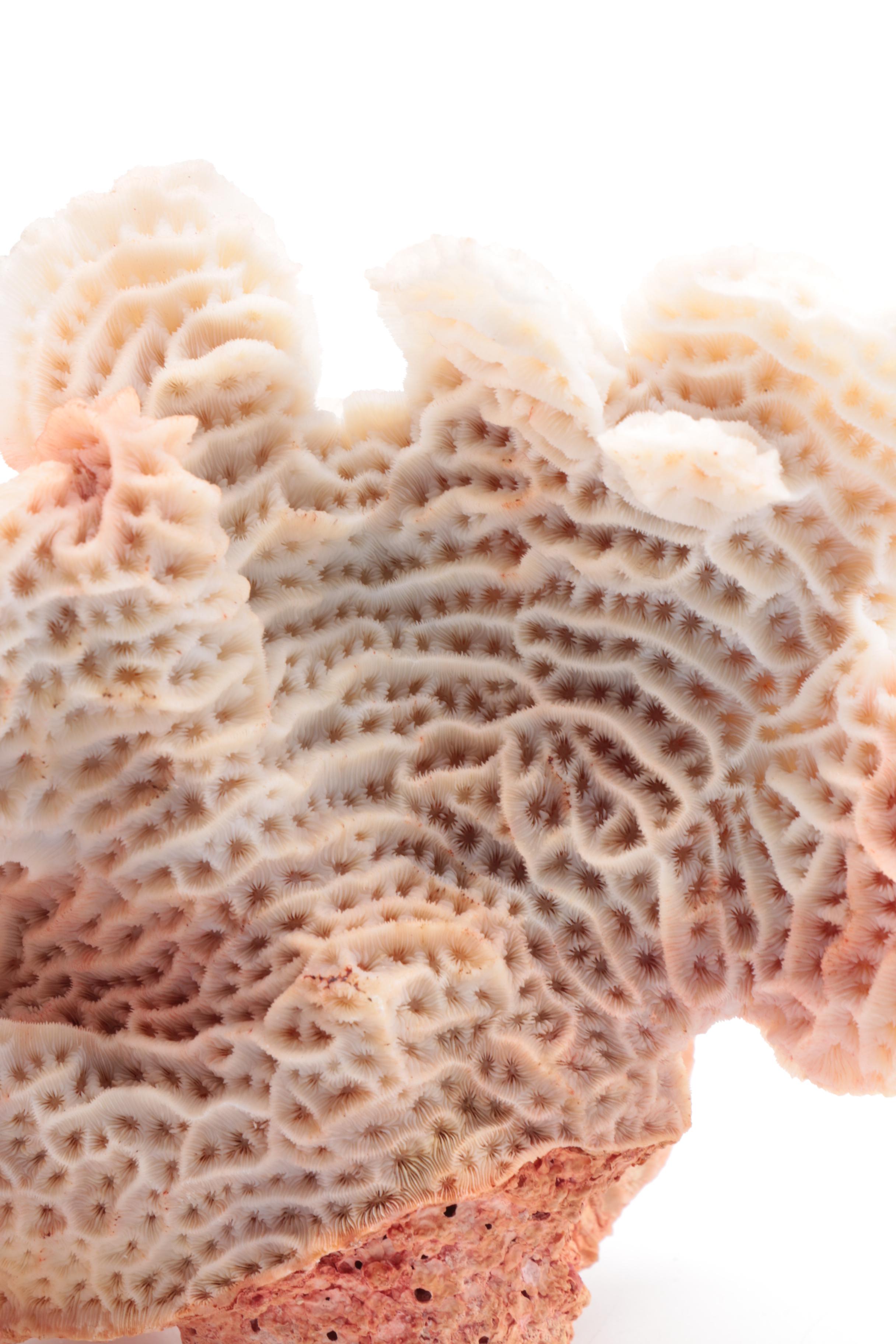 Recent Scleractinian Coral Specimens