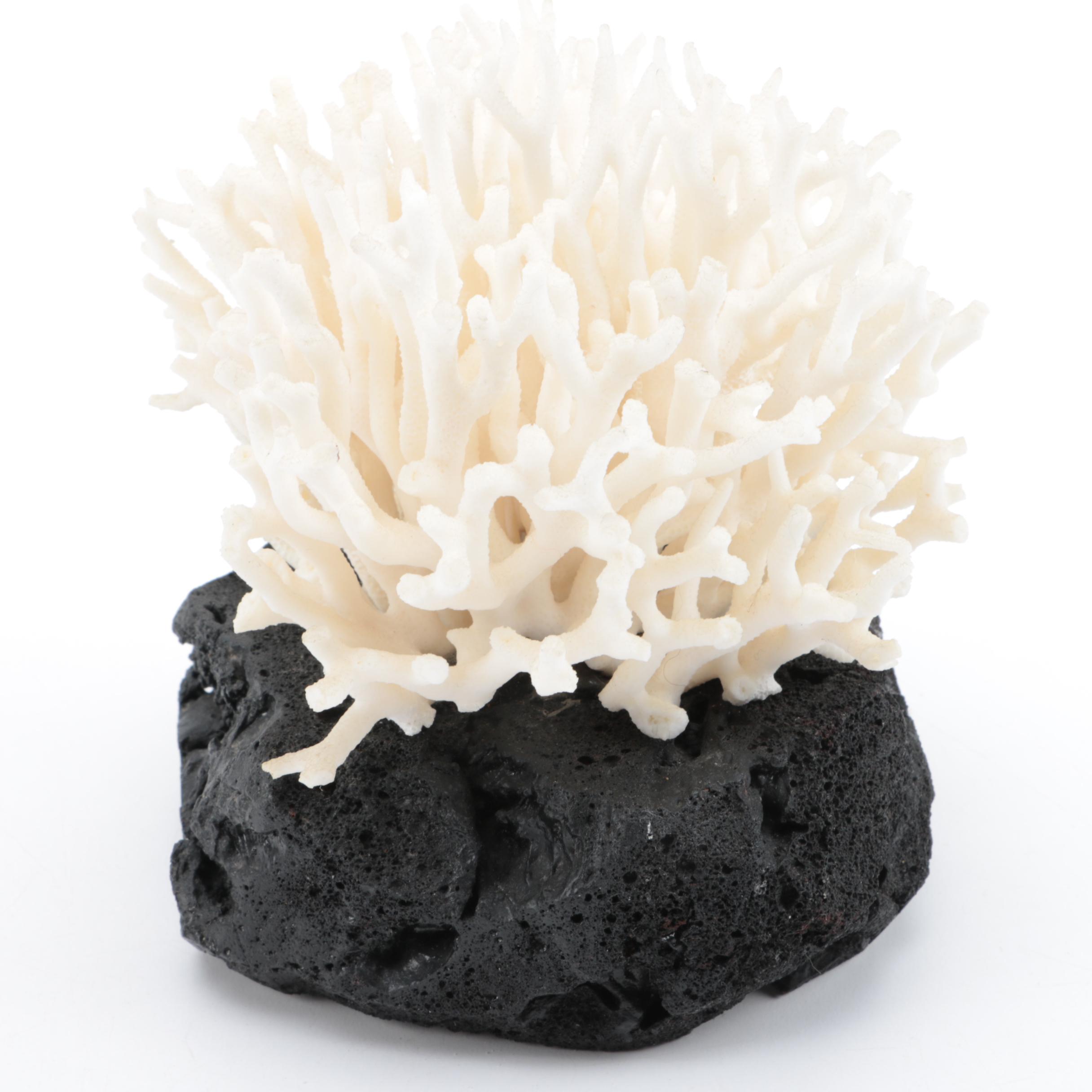 Recent Scleractinian Coral Specimens