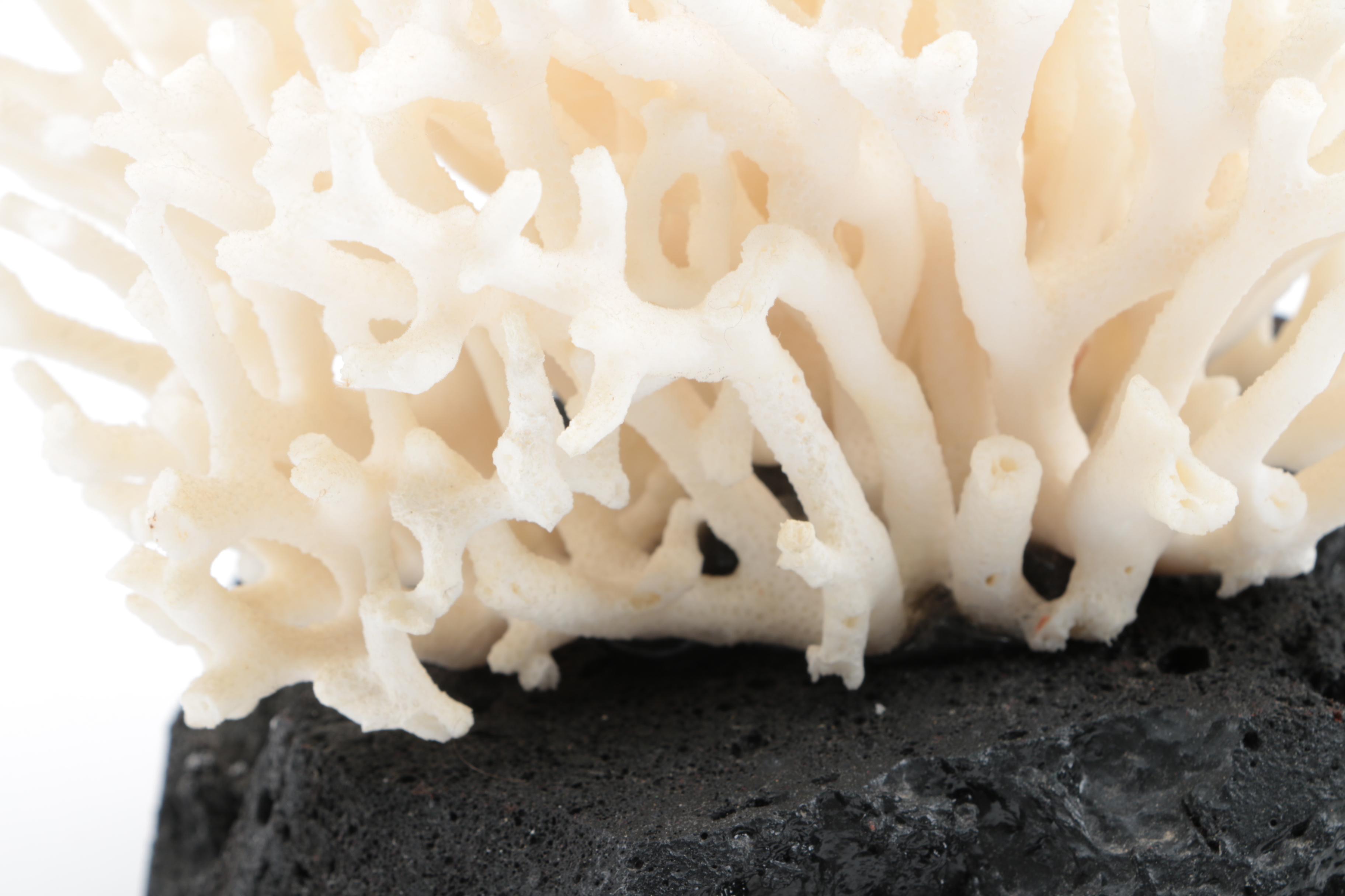 Recent Scleractinian Coral Specimens