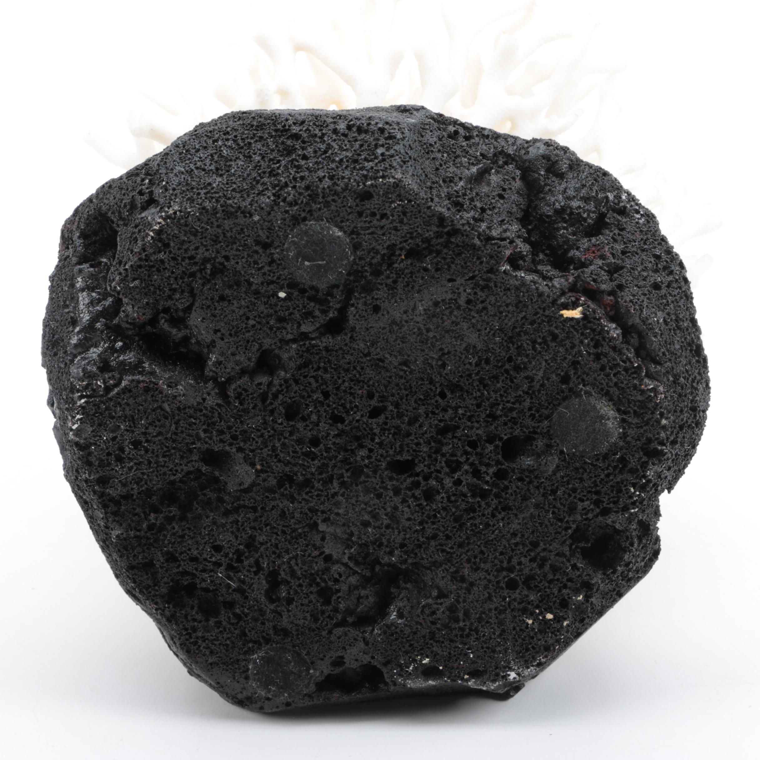 Recent Scleractinian Coral Specimens