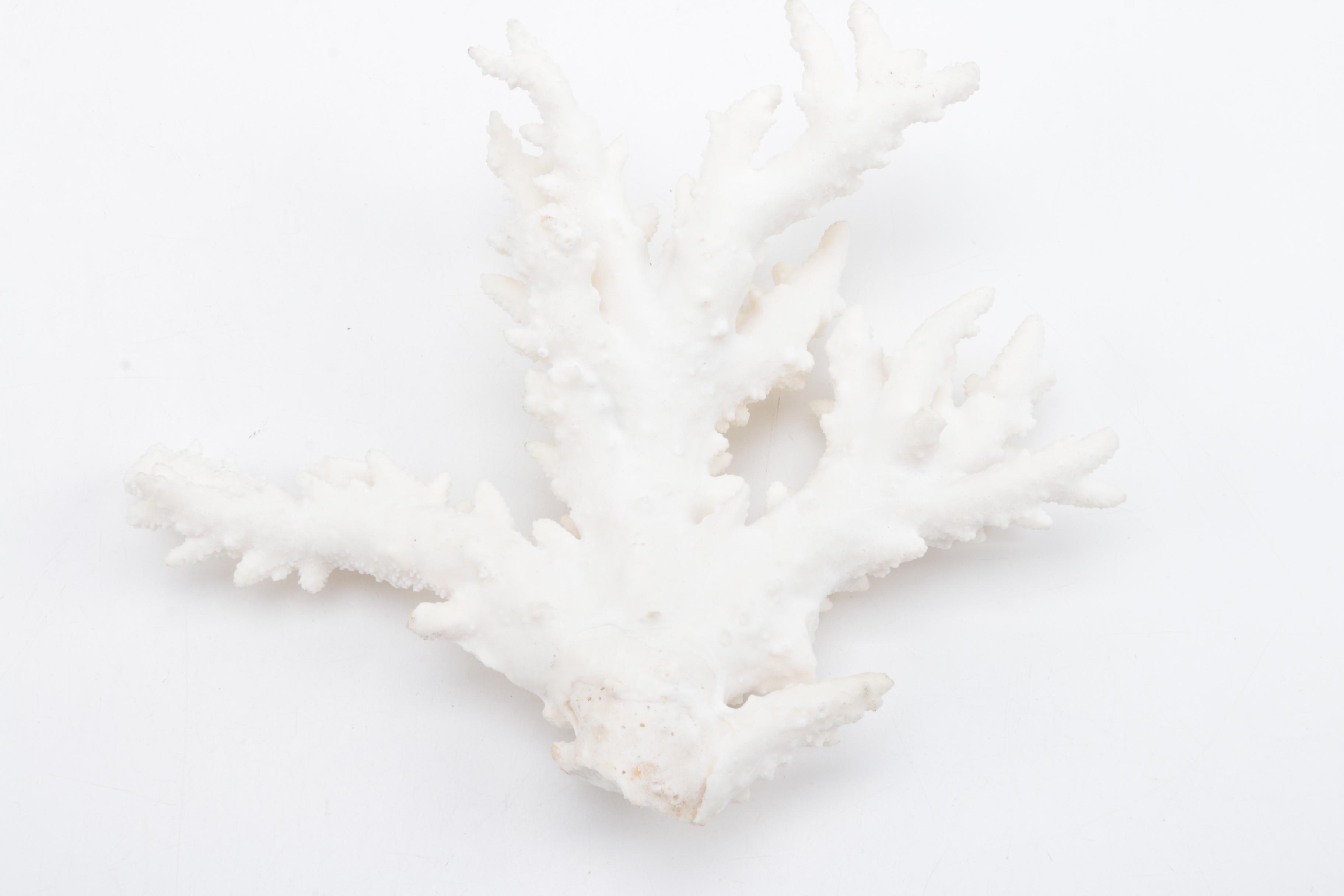 Recent Scleractinian Coral Specimens
