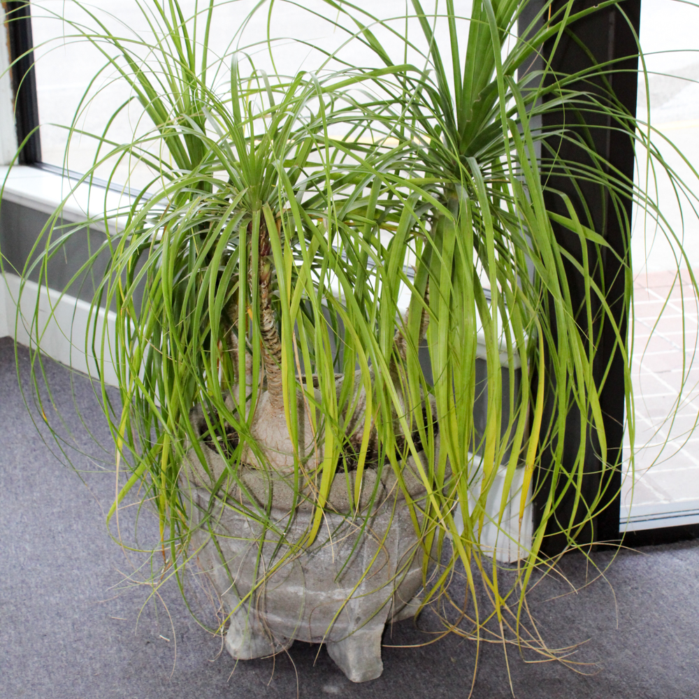 Cement Planter with Plant