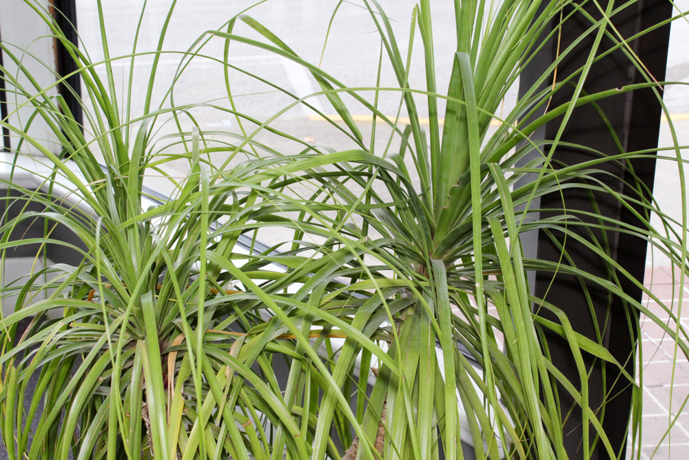 Cement Planter with Plant