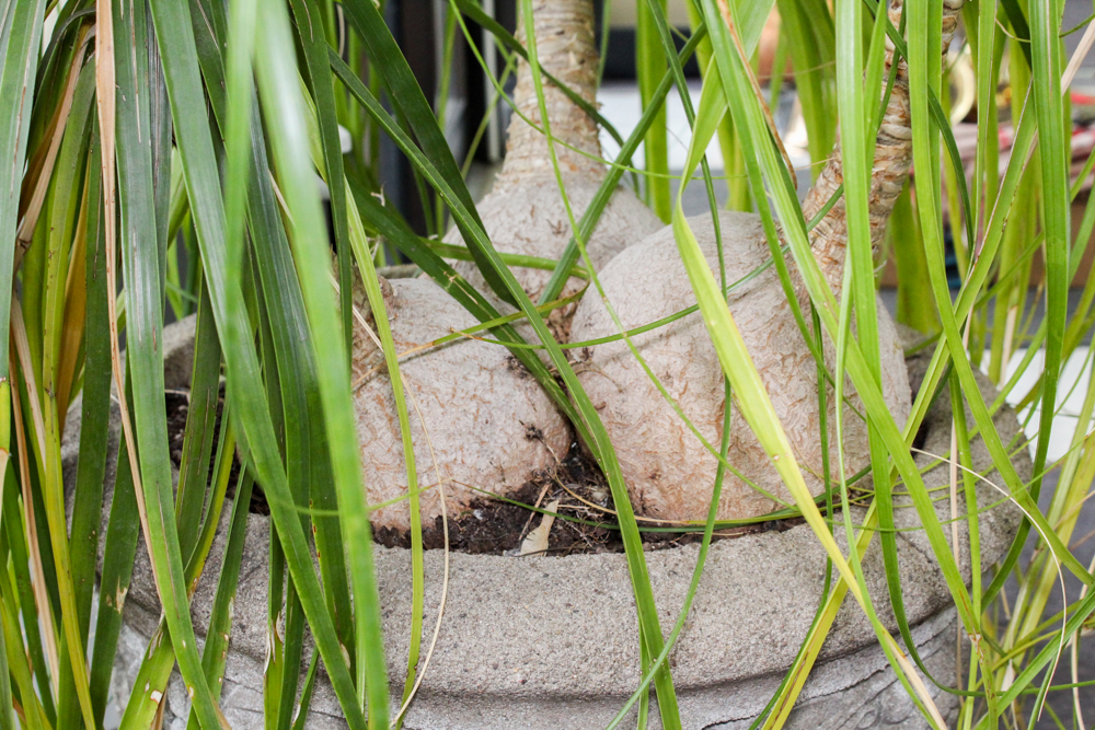 Cement Planter with Plant