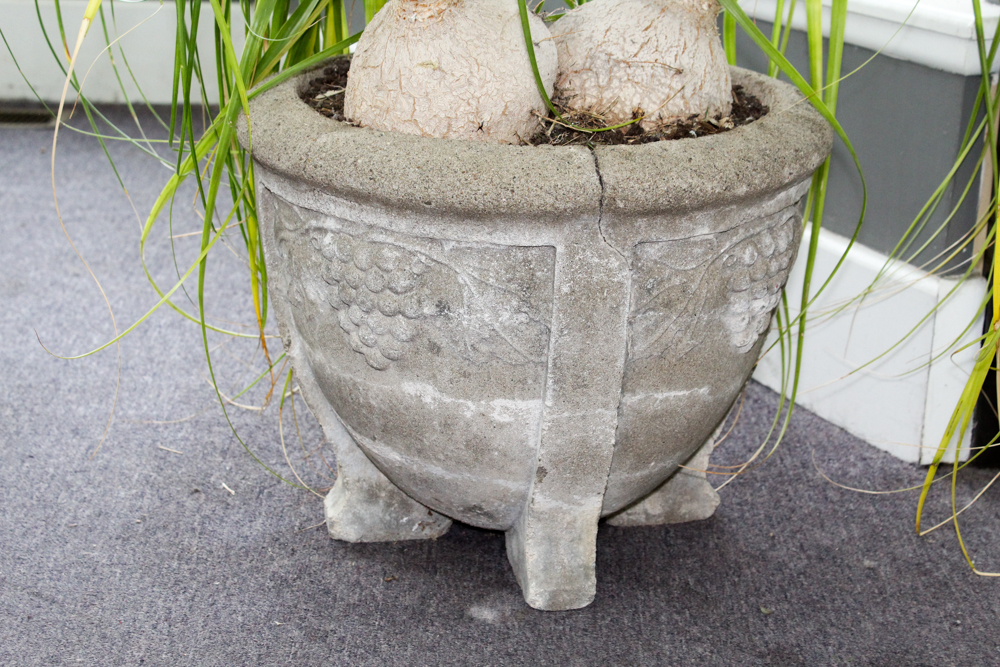 Cement Planter with Plant