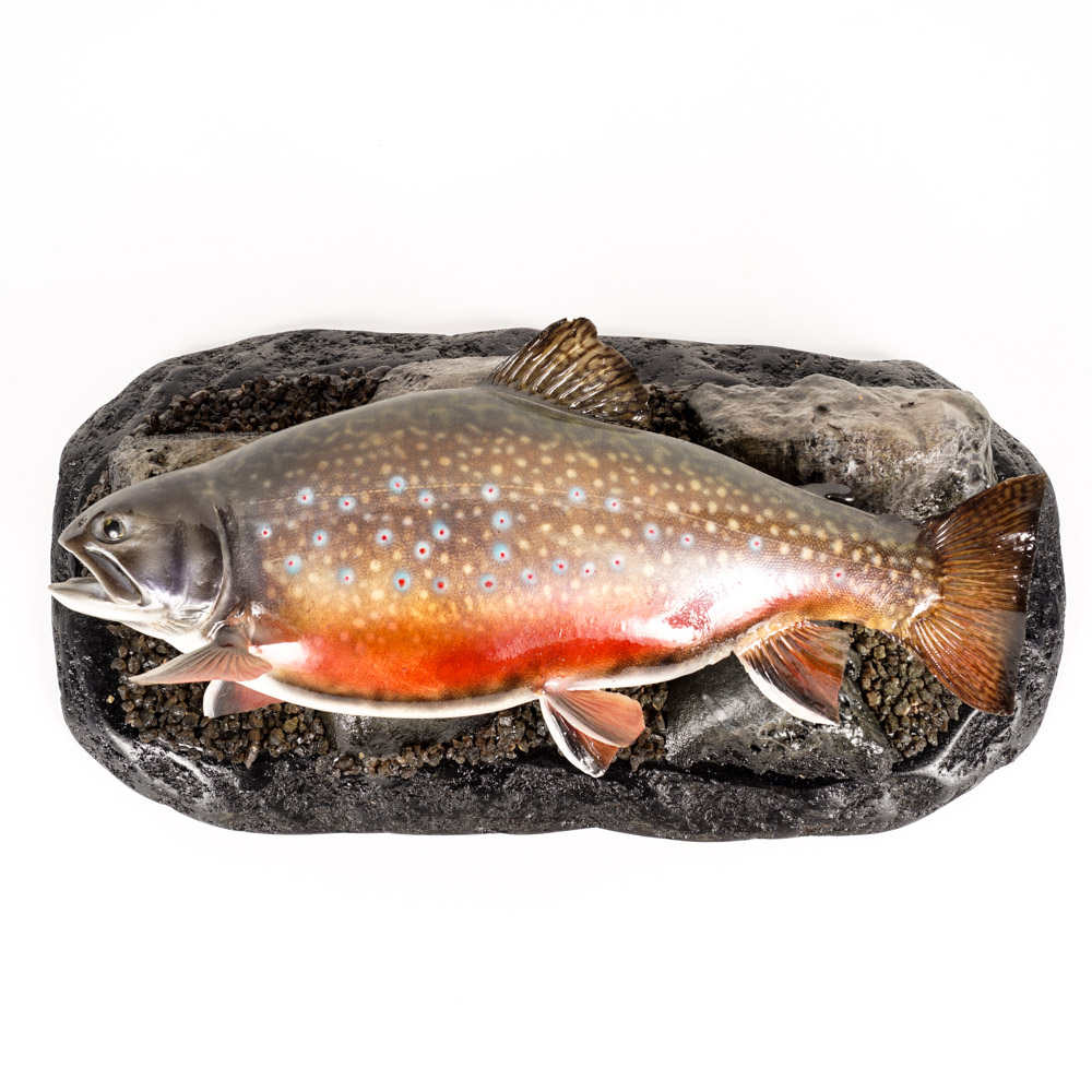 Mounted Replica Brook Trout