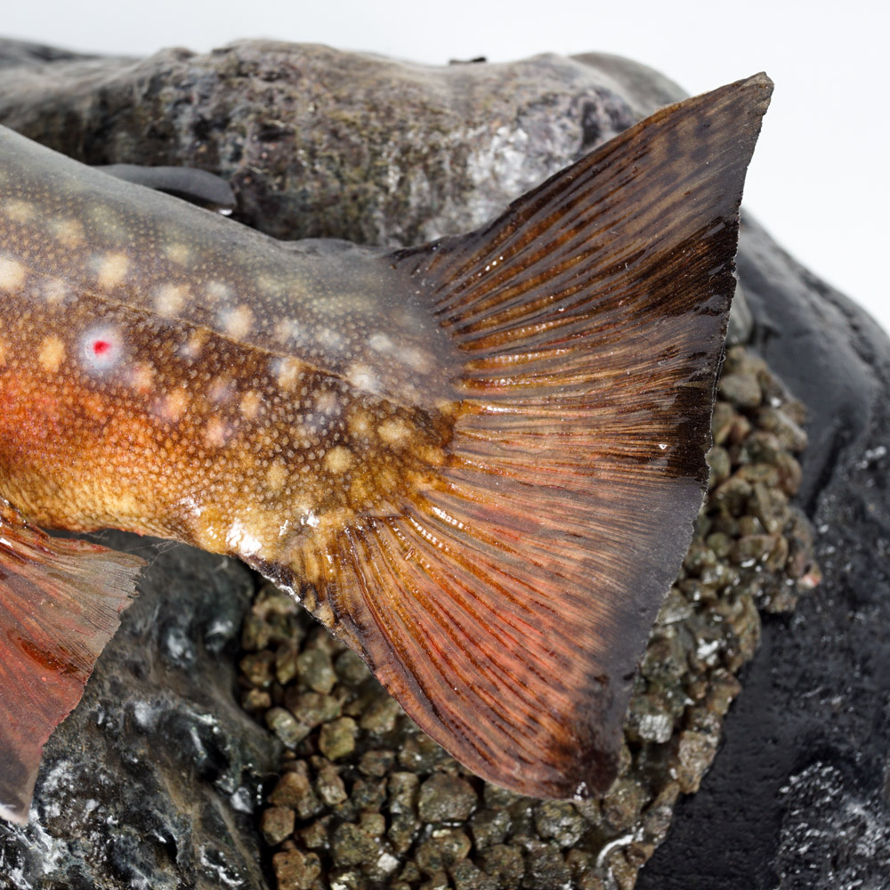 Mounted Replica Brook Trout