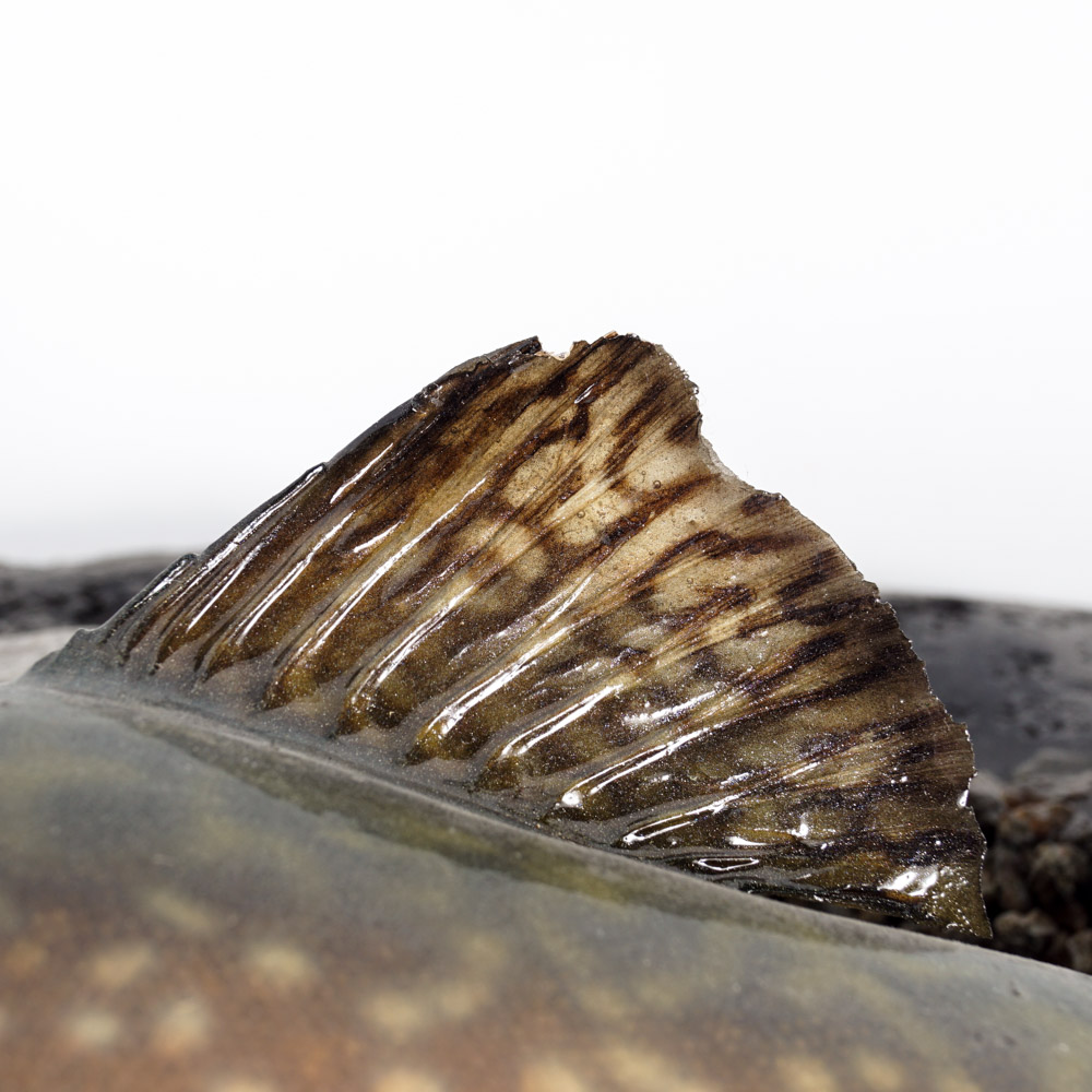 Mounted Replica Brook Trout