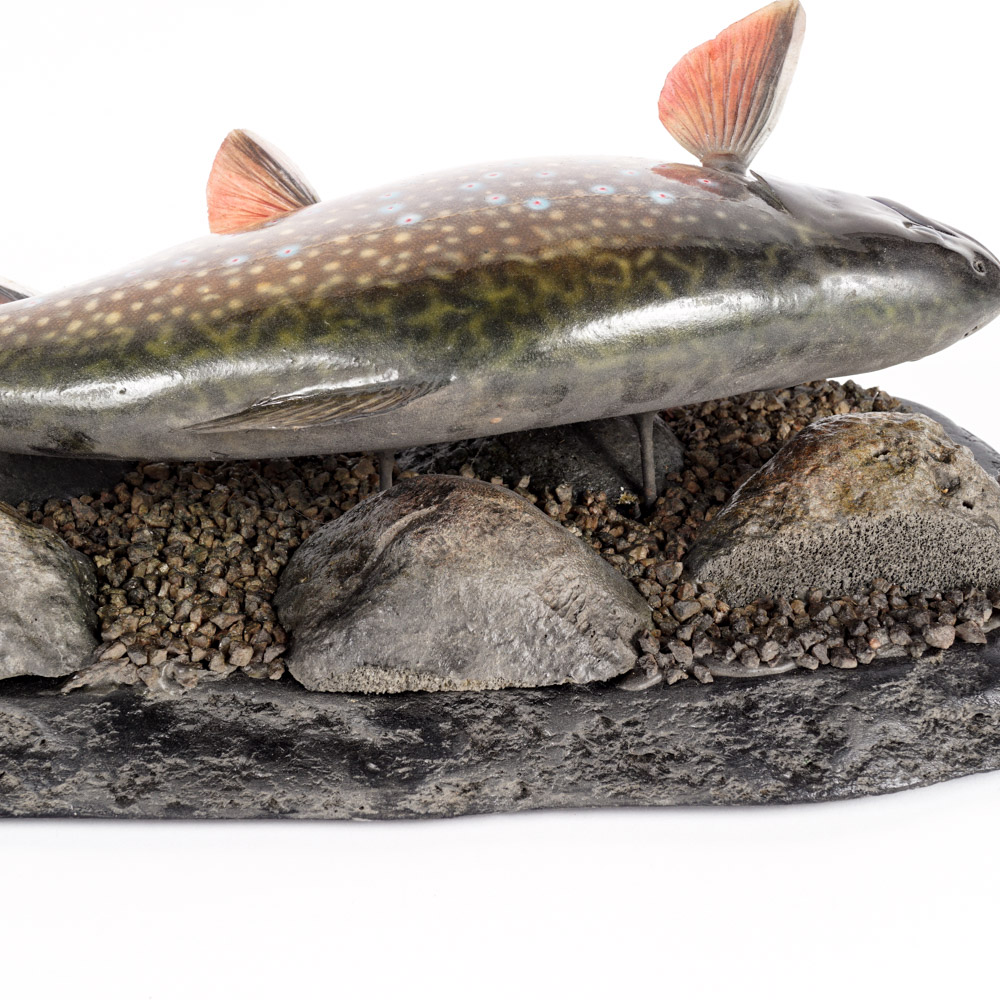 Mounted Replica Brook Trout